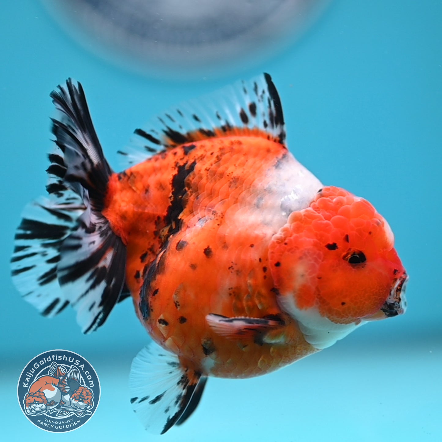 Shogun Tricolor Sakura Oranda 3.5 inches Body (250606_OR07)