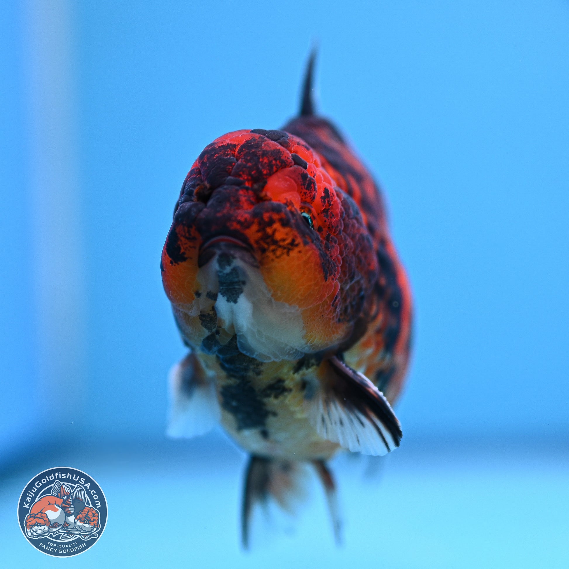 Tiger YuanBao Oranda 4-5 inches (240920_OR07) - Kaiju Goldfish USA