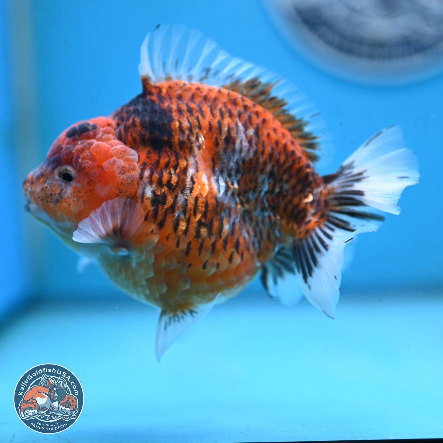 Tiger YuanBao Oranda 4 inches Body - Male (250117_OR07) - Kaiju Goldfish USA