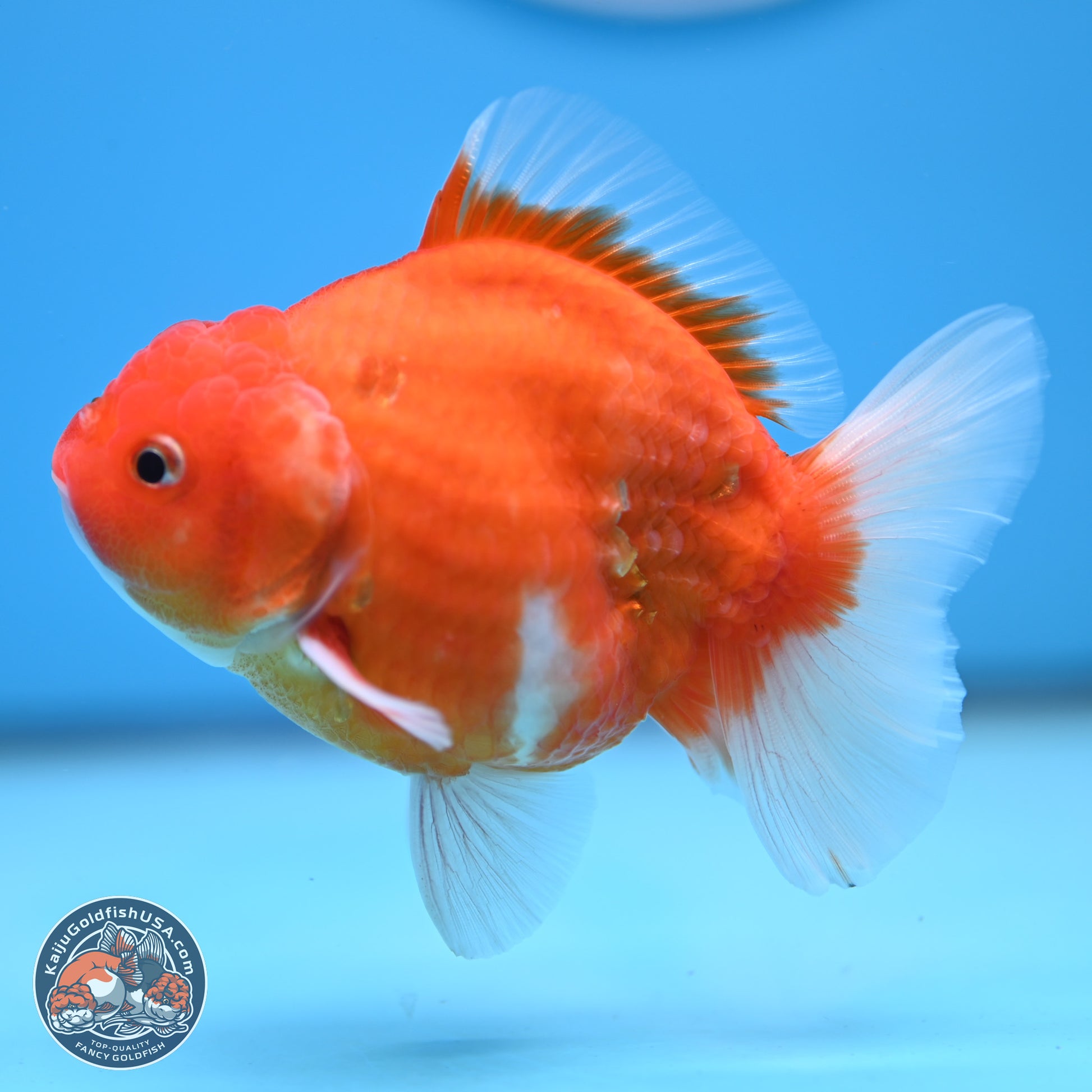 Shogun Sakura Oranda 3.5-4.5 inches (241004_OR07) - Kaiju Goldfish USA