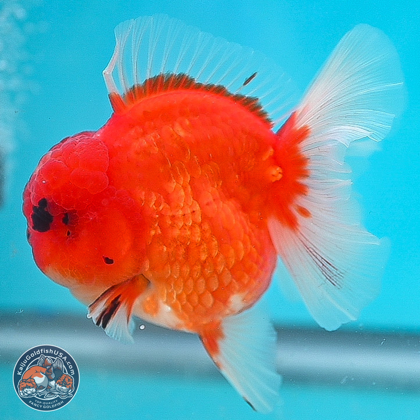 Apache Rose Tail Sakura Oranda 3.75 inches Body - Male (250131_OR07)