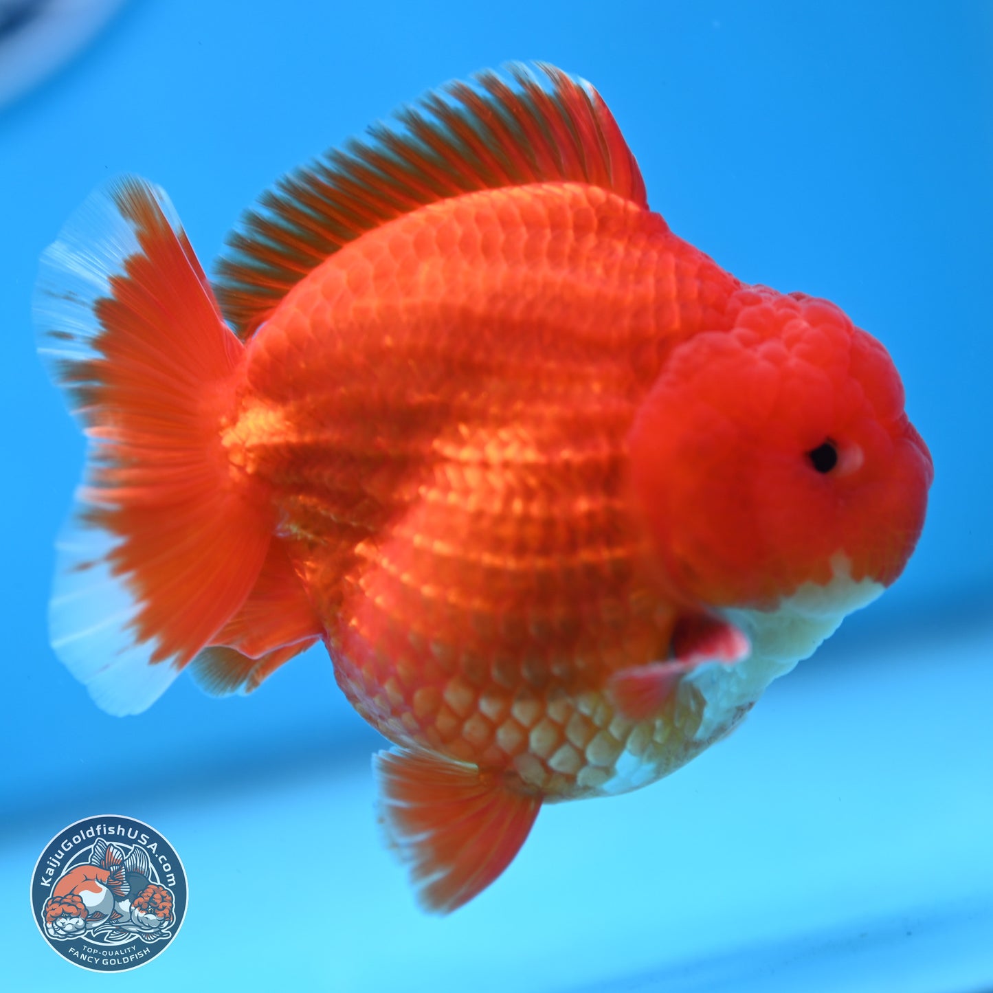 Red White YuanBao Oranda 3.5 inches Body - Male (250103_OR07) - Kaiju Goldfish USA