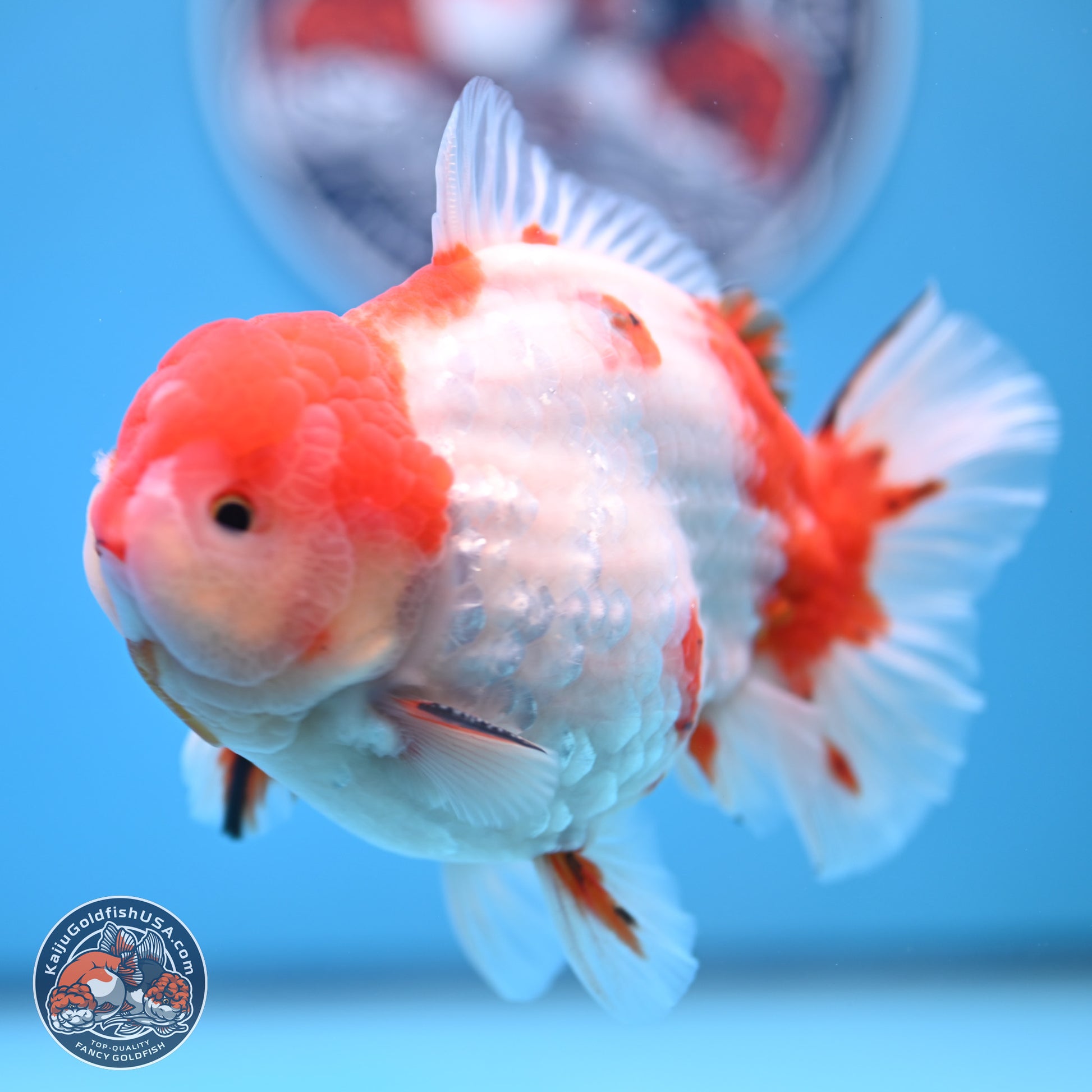 Tricolor Sakura YuanBao Oranda 4.75 inches Body - Male (241227_OR07) - Kaiju Goldfish USA