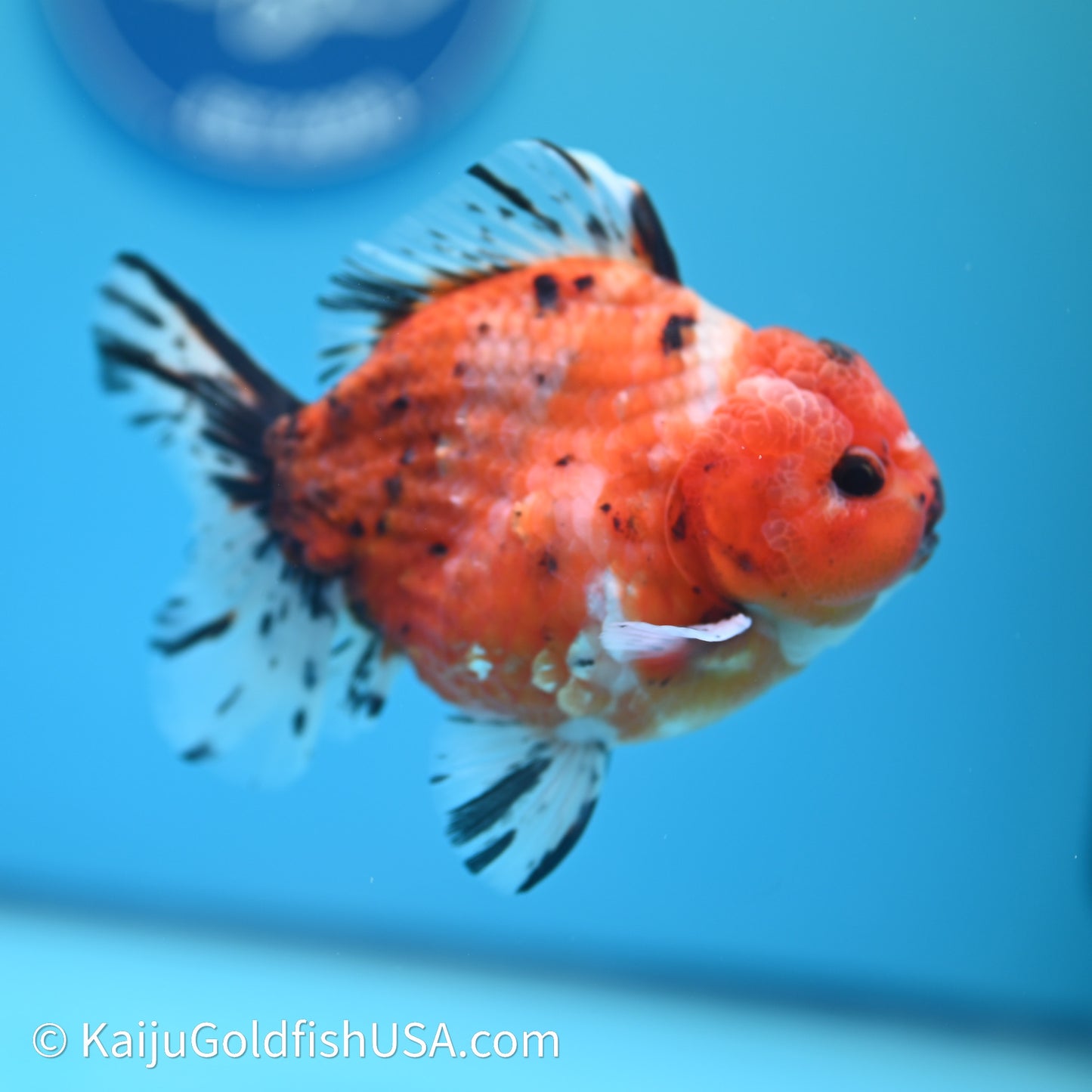 Shogun Godzilla Tricolor Sakura Oranda 3.5in Body (240614_OR07) - Kaiju Goldfish USA