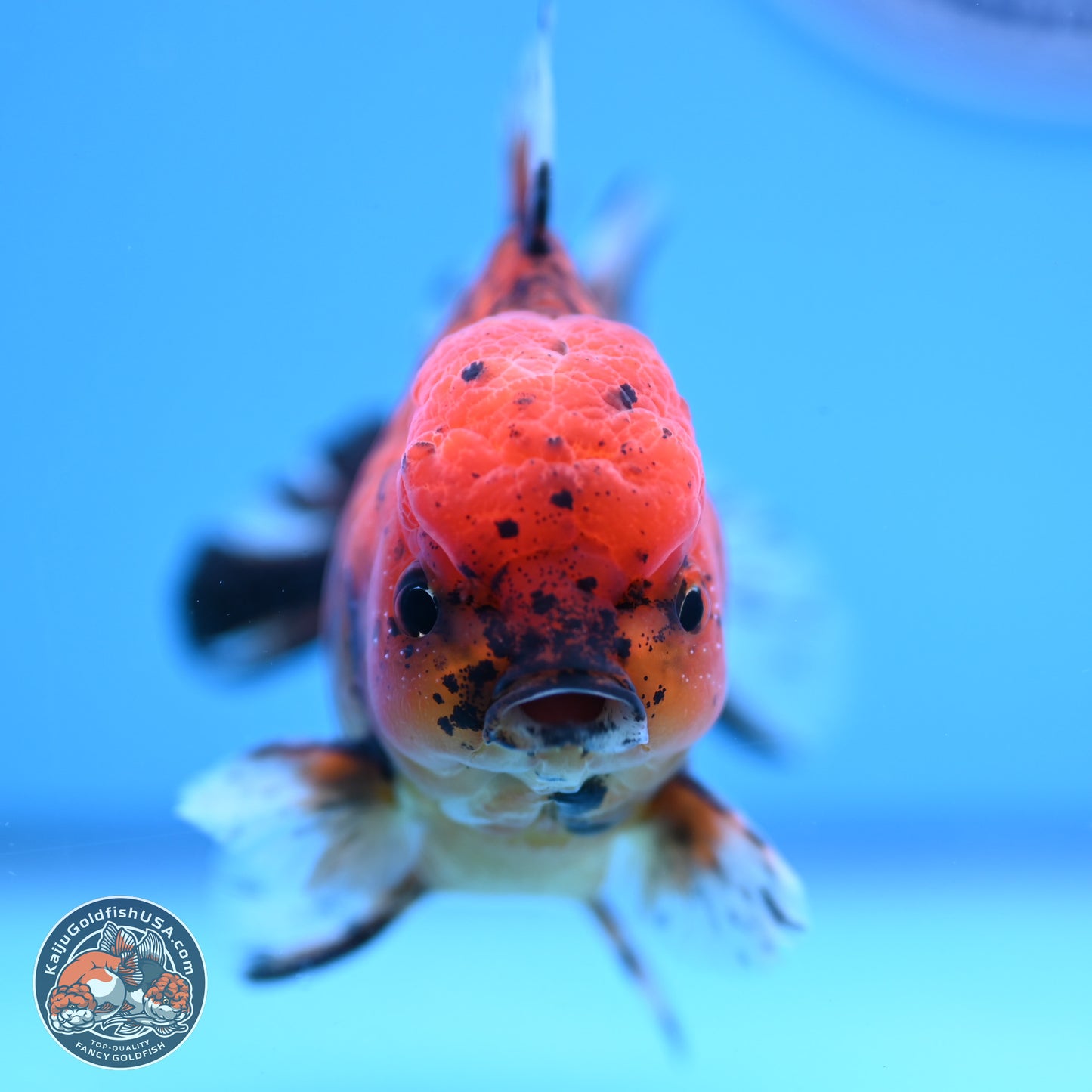 Shogun Tiger YuanBao Oranda 3.75in Body (240816_OR07) - Kaiju Goldfish USA