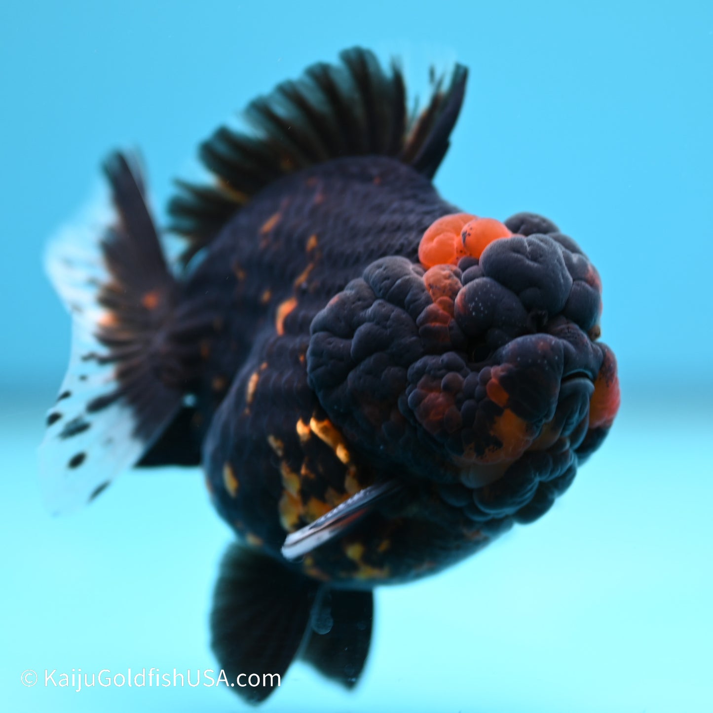 Heavy Ink Tiger YuanBao Oranda 3.5 inches (240517_OR7) - Kaiju Goldfish USA