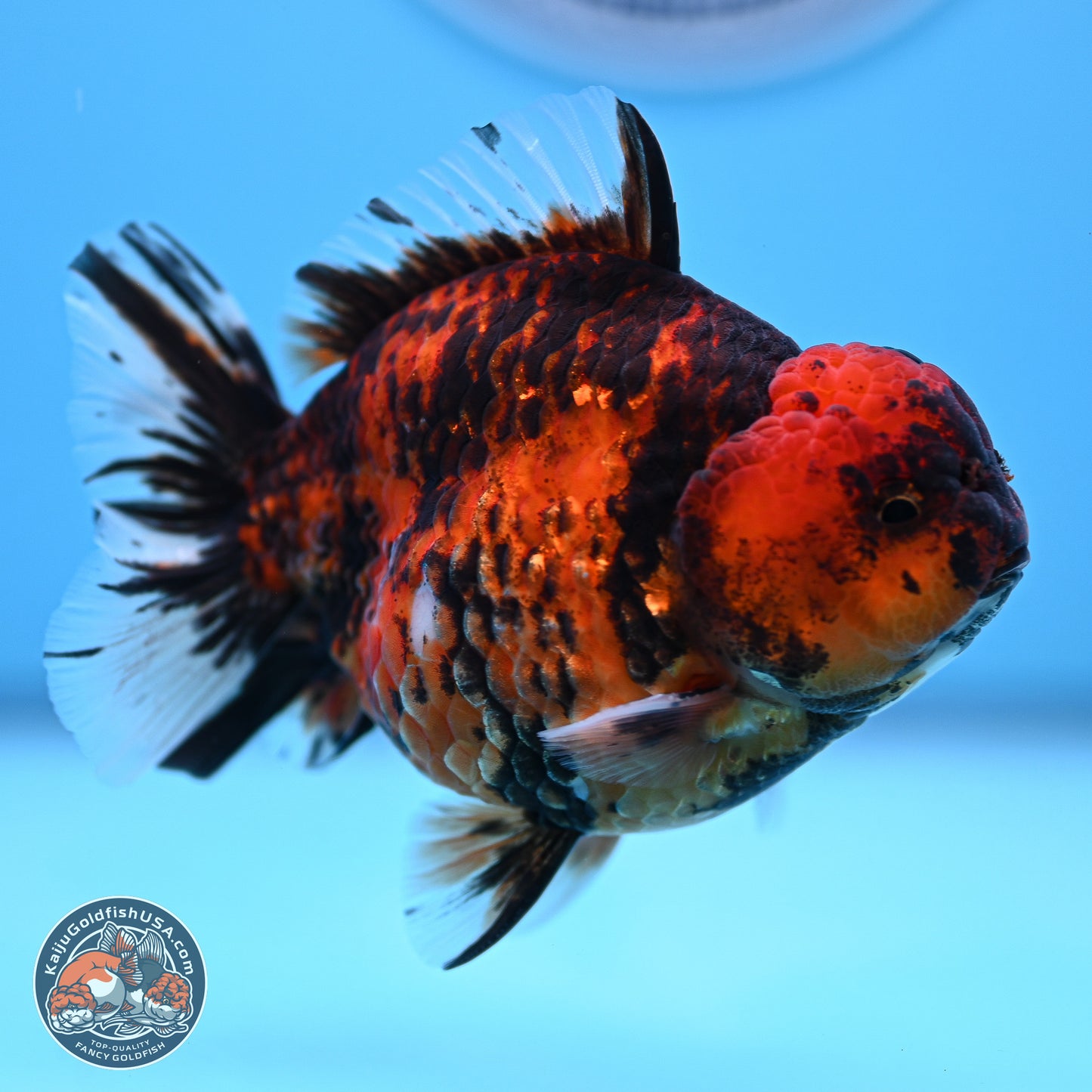 Tiger YuanBao Oranda 4-5 inches (240920_OR07) - Kaiju Goldfish USA