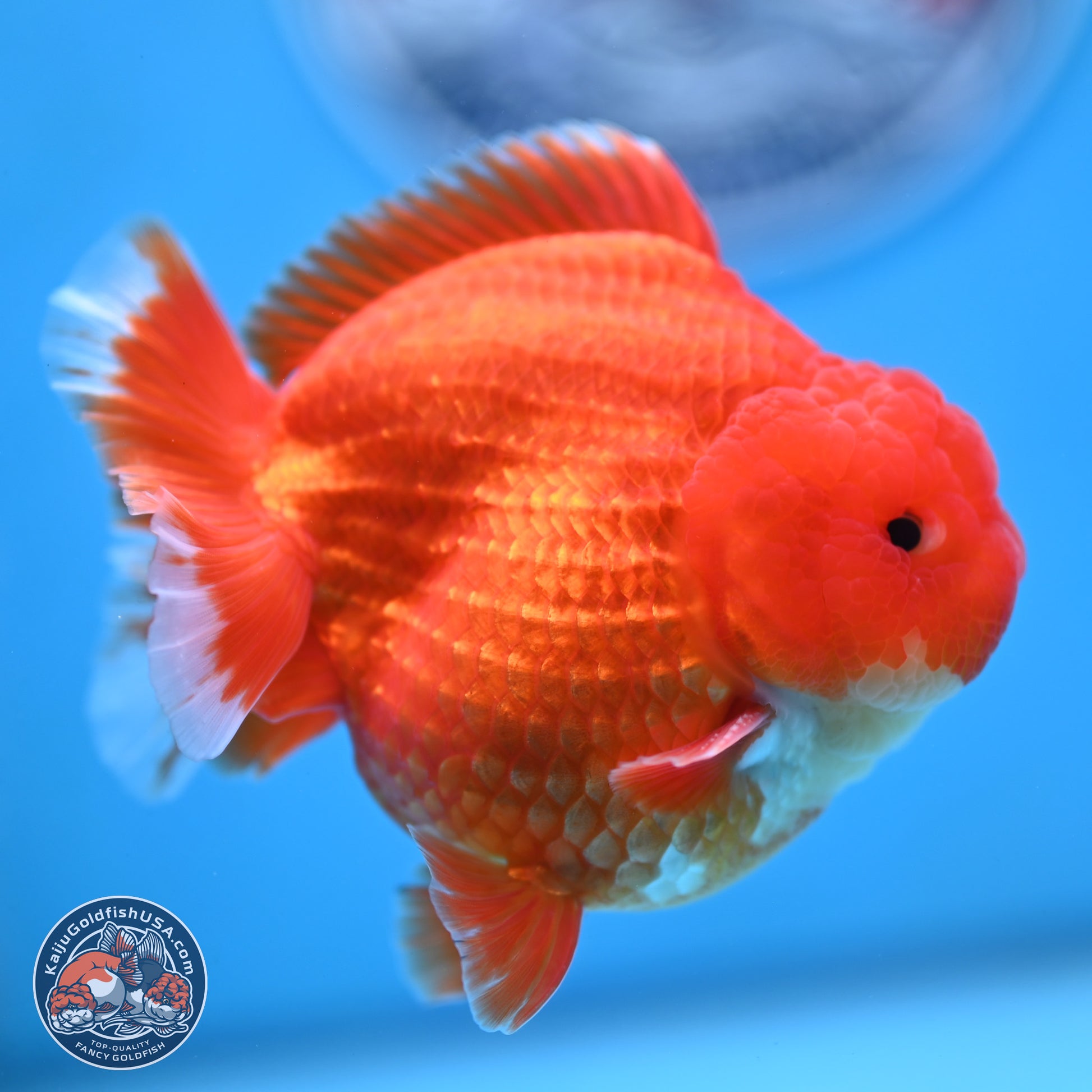 Red White YuanBao Oranda 3.5 inches Body - Male (250103_OR07) - Kaiju Goldfish USA