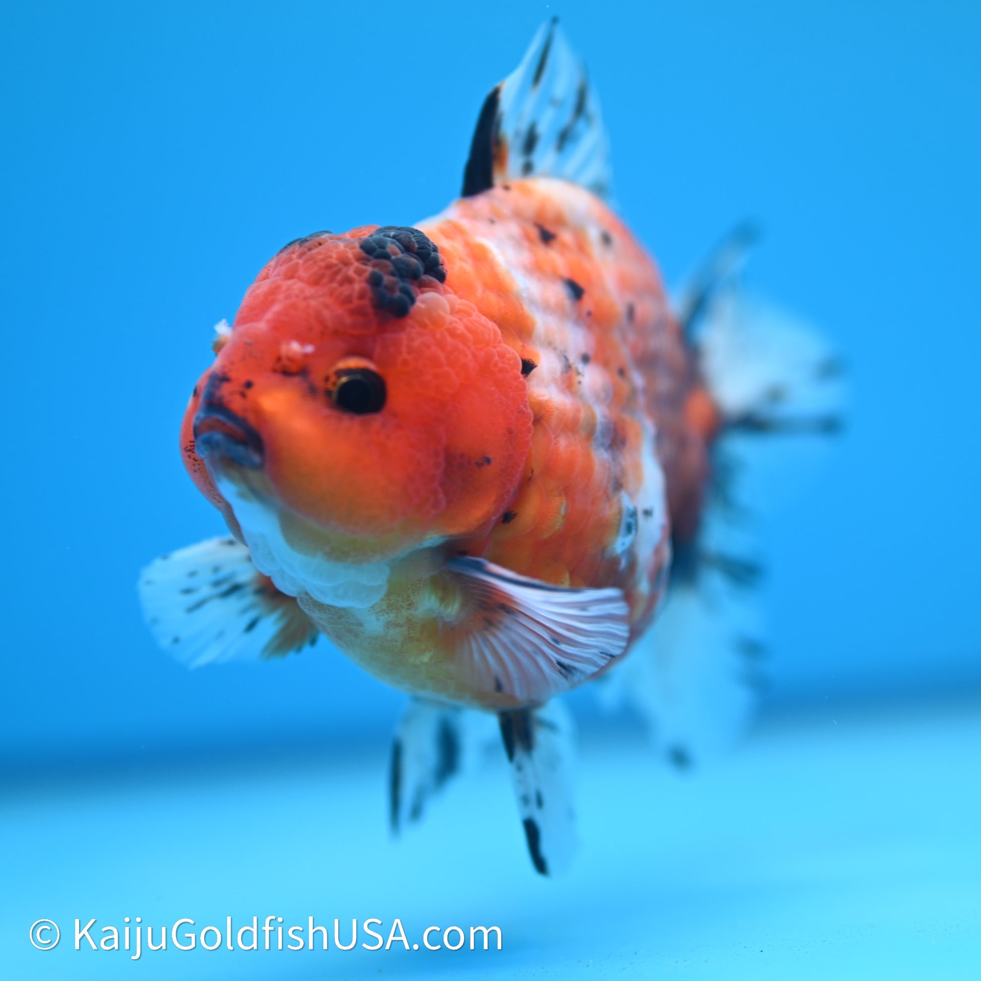 Shogun Godzilla Tricolor Sakura Oranda 3.5in Body (240614_OR07) - Kaiju Goldfish USA