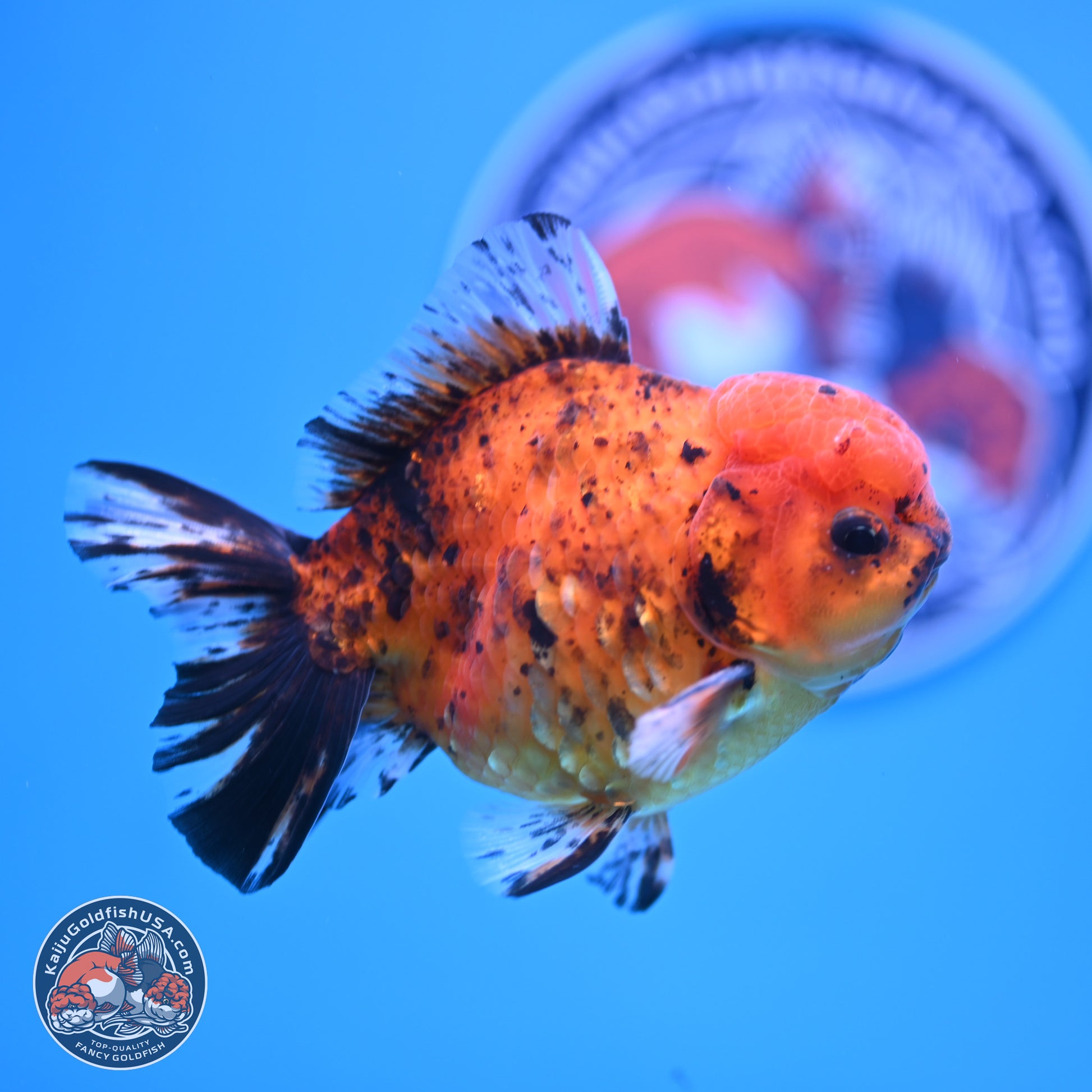 Shogun Tiger YuanBao Oranda 3.75in Body (240816_OR07) - Kaiju Goldfish USA