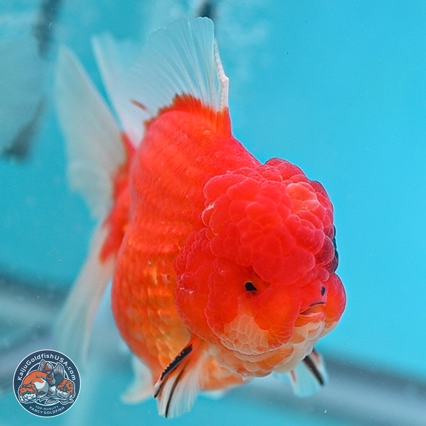 Apache Rose Tail Sakura Oranda 3.75 inches Body - Male (250131_OR07)