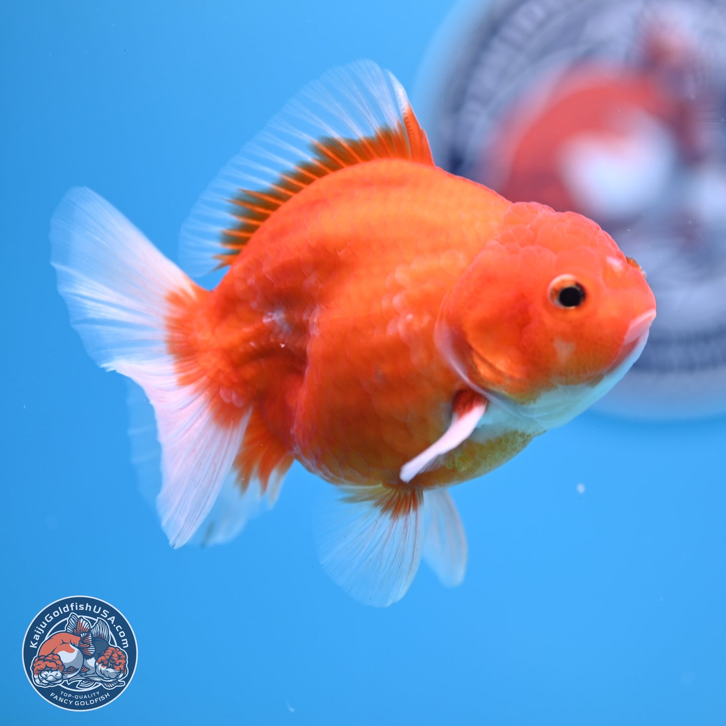 Shogun Sakura Oranda 3.5-4.5 inches (241004_OR07) - Kaiju Goldfish USA