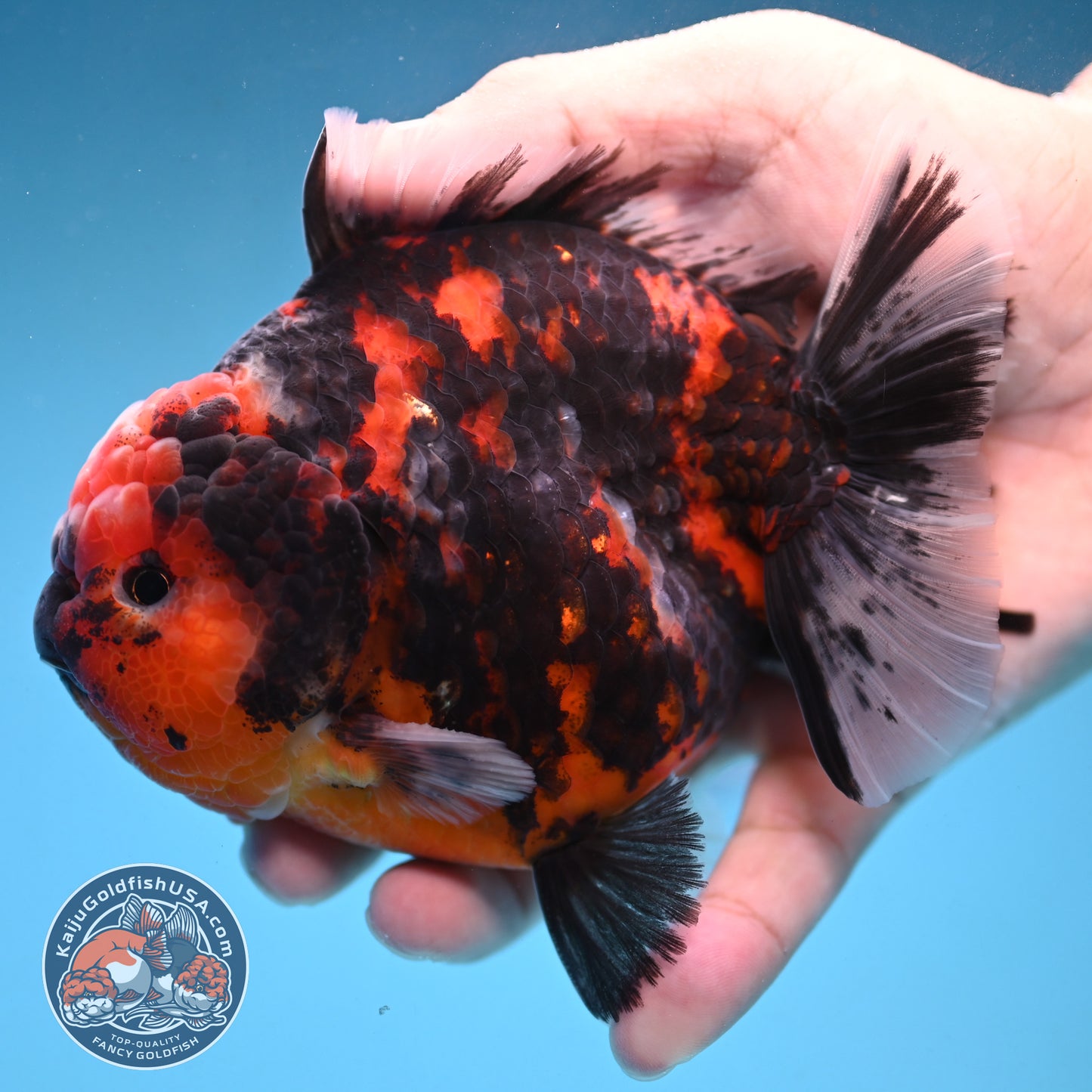 Tiger Oranda 4 inch Body (250926_OR07)