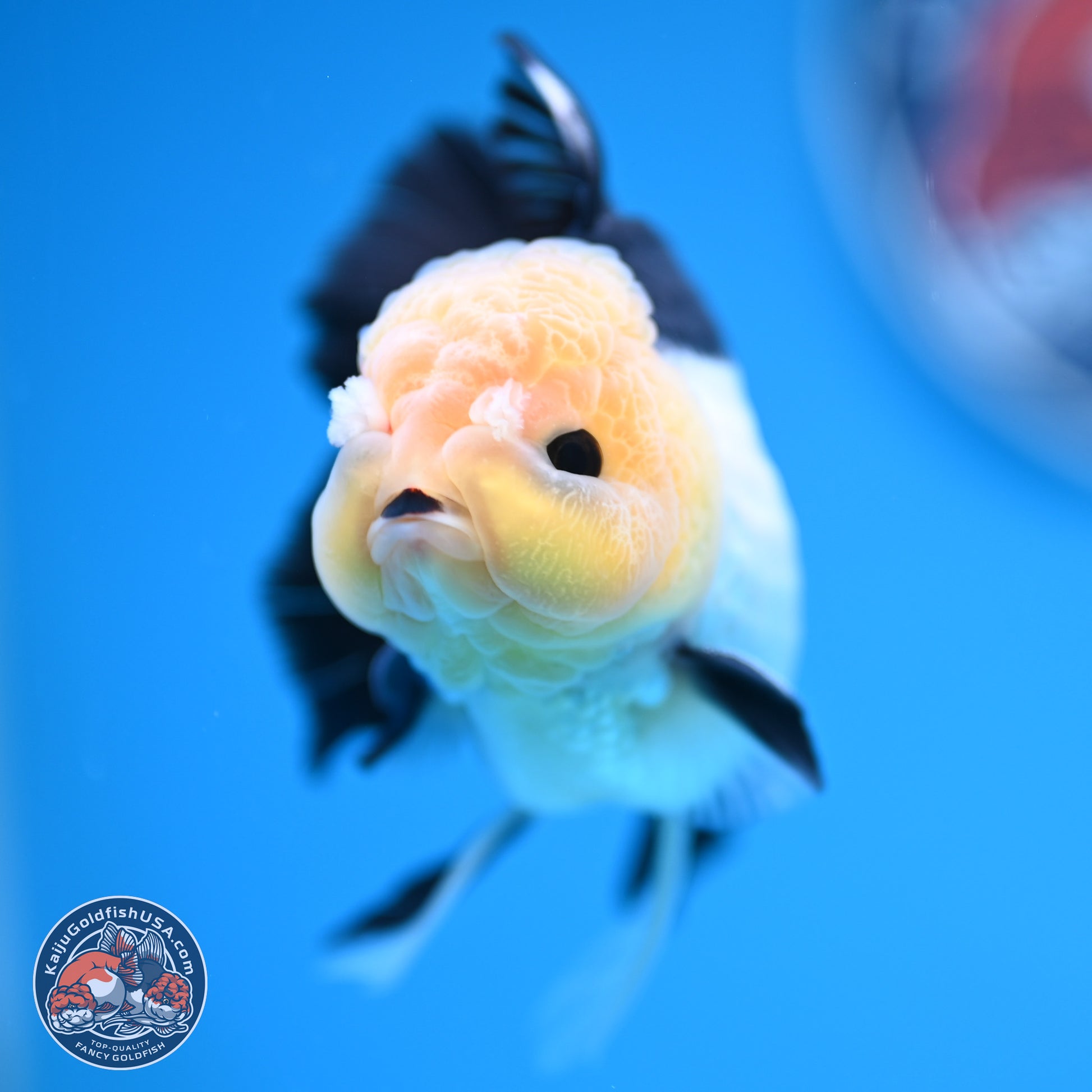 Panda Rose Tail Oranda 4.5 inches (241101_OR07) - Kaiju Goldfish USA