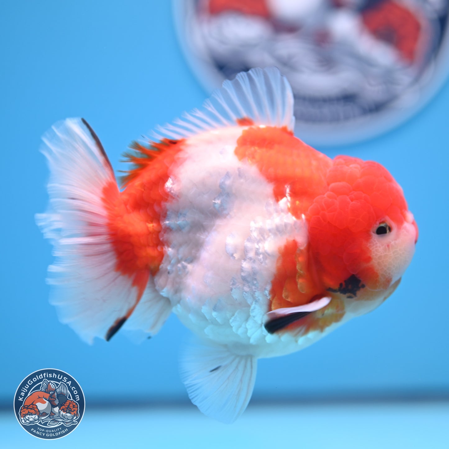 Tricolor Sakura YuanBao Oranda 4.75 inches Body - Male (241227_OR07) - Kaiju Goldfish USA