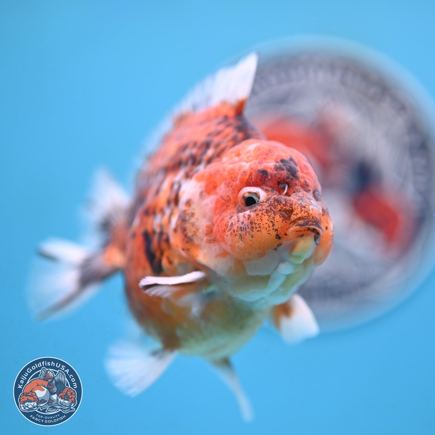 Tiger YuanBao Oranda 4 inches Body - Male (250117_OR07) - Kaiju Goldfish USA