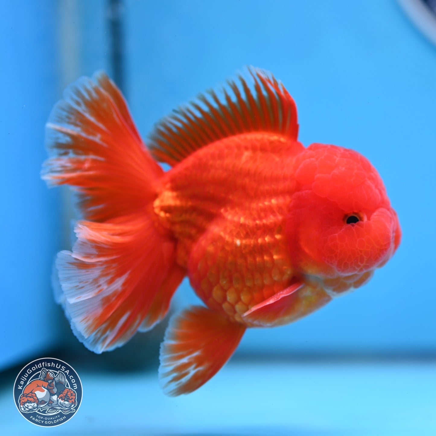 Fiery Classic Red Rose Tail Oranda 3.5 inches Body - Male (250228_OR07)