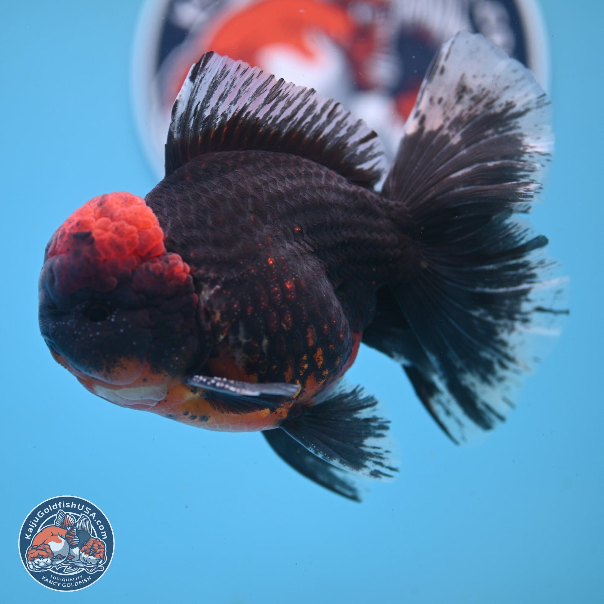 Kirin Rose Tail Oranda 6 inches - Male (241122_OR07) - Kaiju Goldfish USA