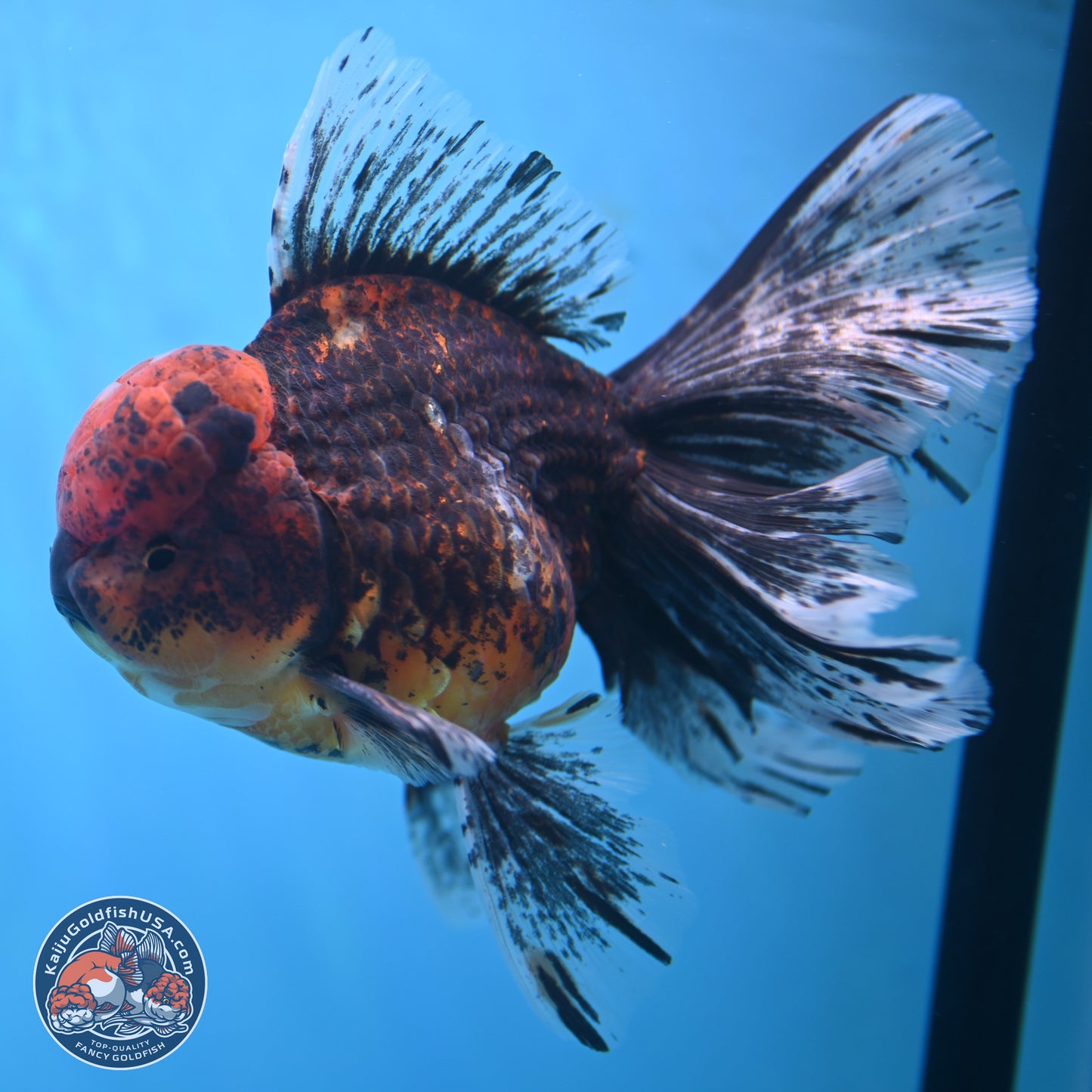 Red Kirin Rose Tail Oranda 6.5 inches - Male (241115_OR07) - Kaiju Goldfish USA