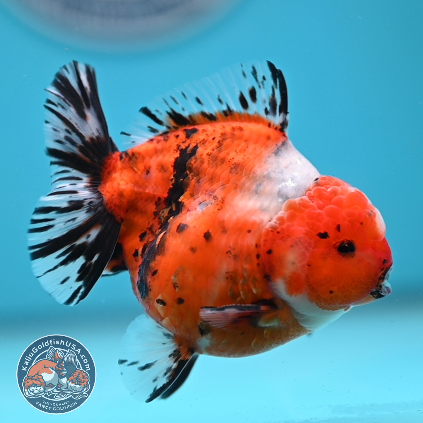 Shogun Tricolor Sakura Oranda 3.5 inches Body (250606_OR07)