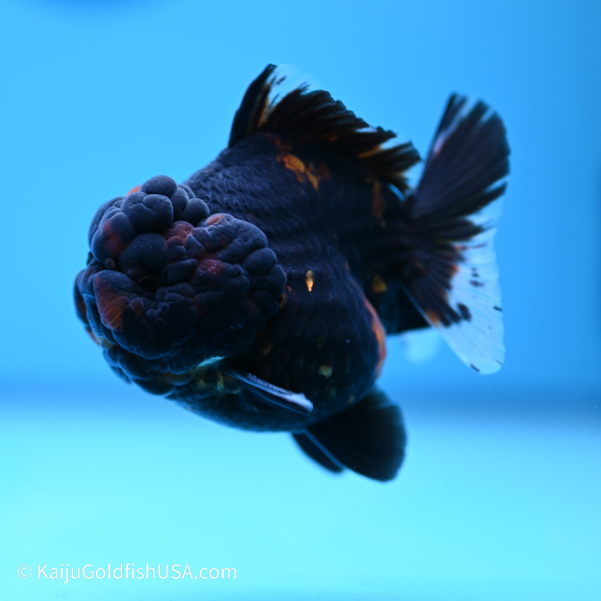 Heavy Ink Tiger YuanBao Oranda 3.5 inches (240517_OR7) - Kaiju Goldfish USA