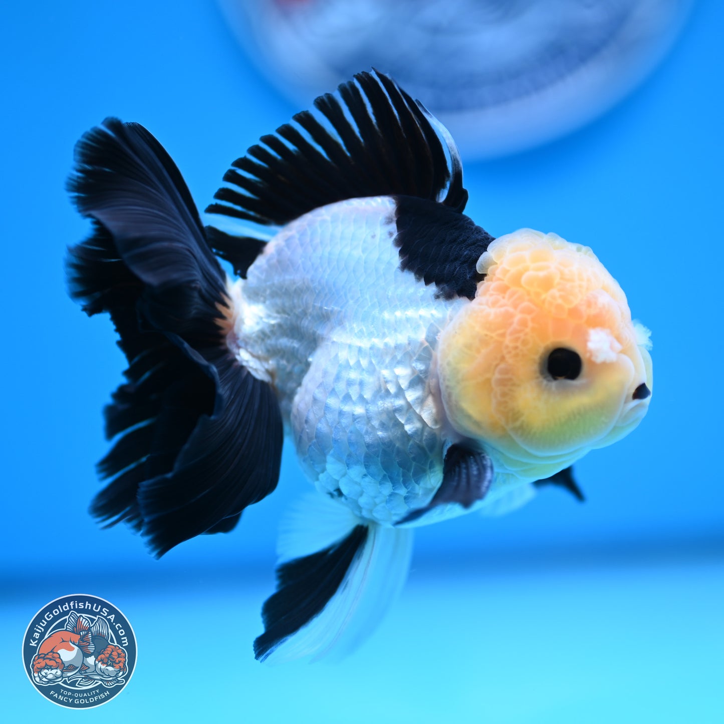 Panda Rose Tail Oranda 4.5 inches (241101_OR07) - Kaiju Goldfish USA