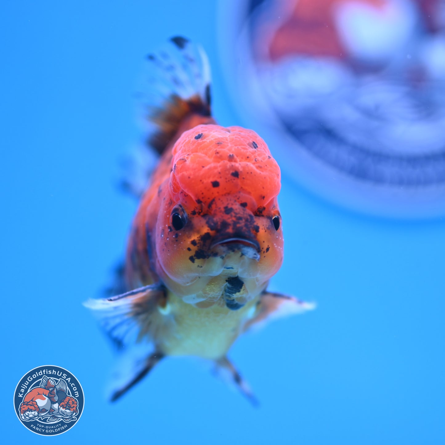 Shogun Tiger YuanBao Oranda 3.75in Body (240816_OR07) - Kaiju Goldfish USA