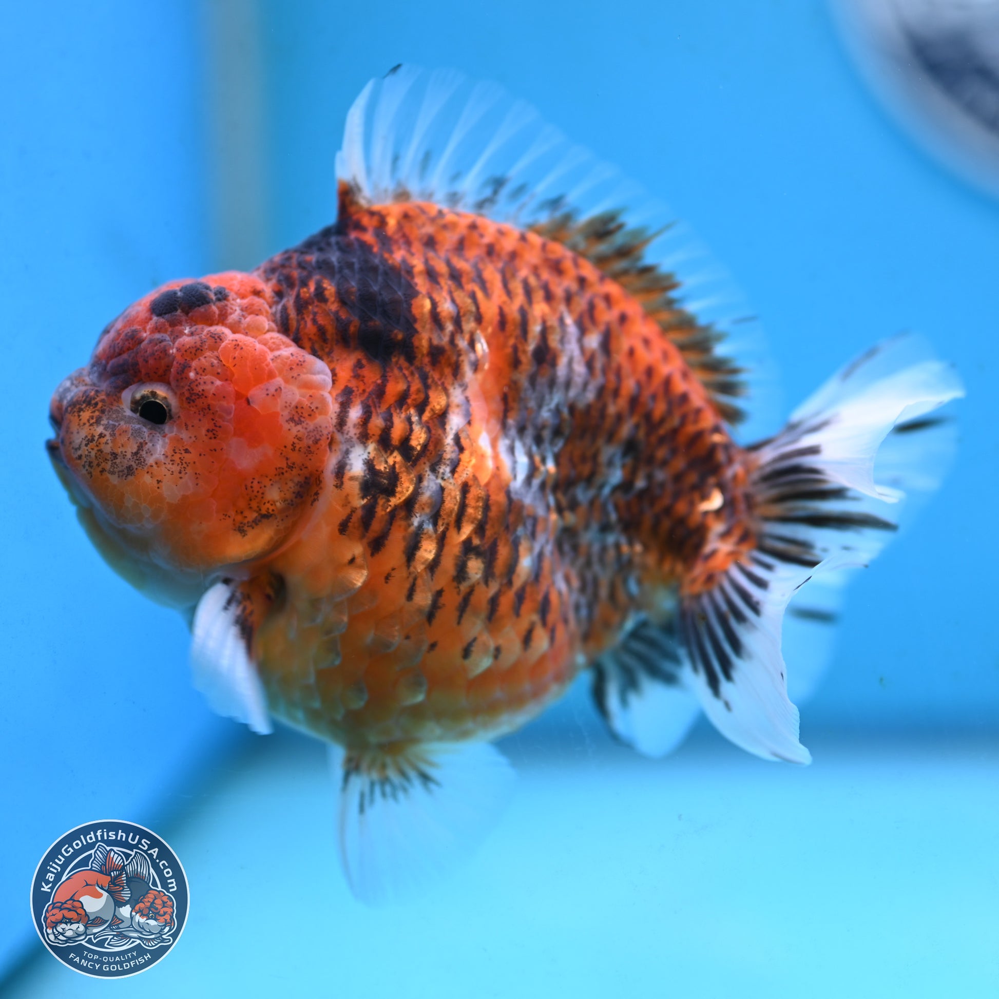 Tiger YuanBao Oranda 4 inches Body - Male (250117_OR07) - Kaiju Goldfish USA