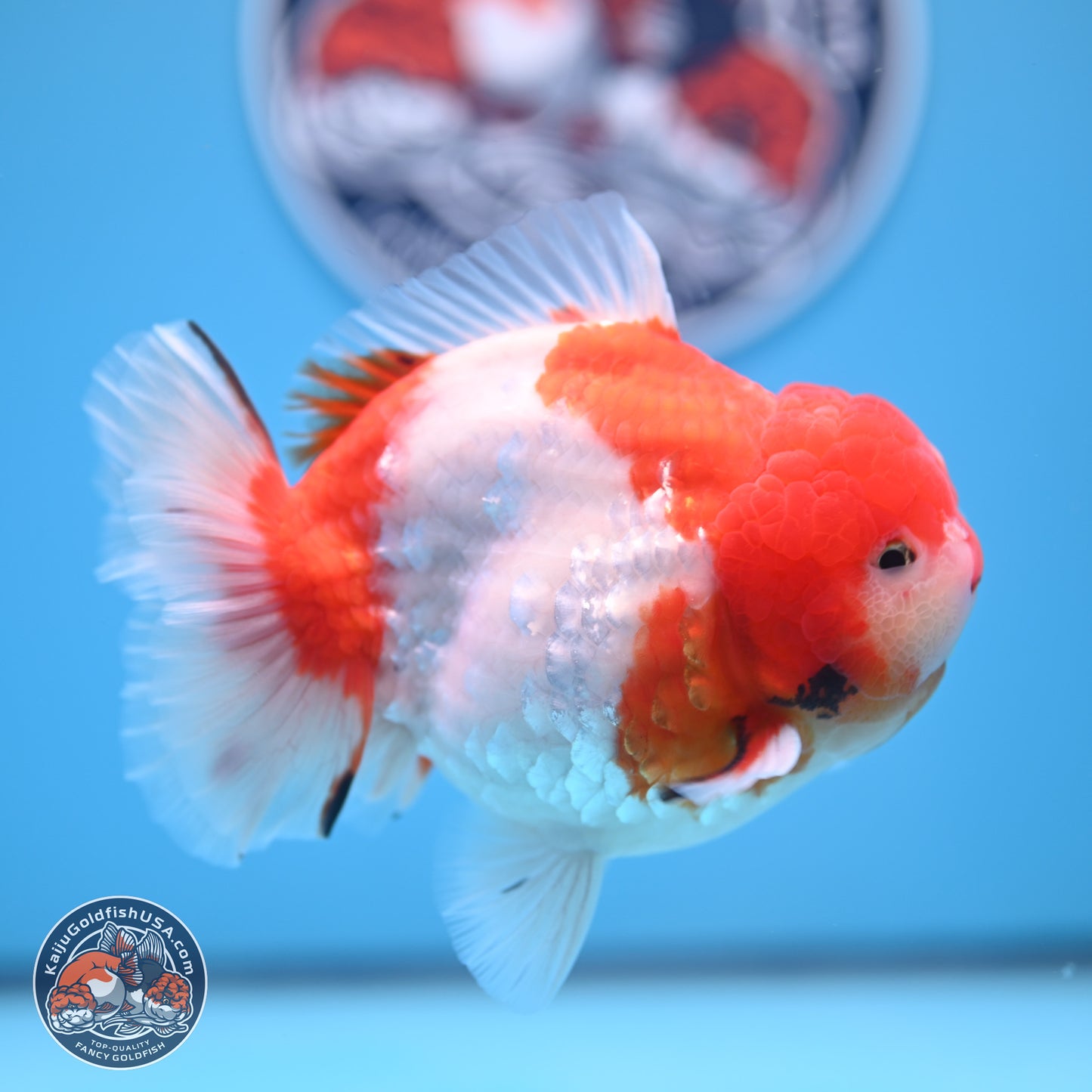 Tricolor Sakura YuanBao Oranda 4.75 inches Body - Male (241227_OR07) - Kaiju Goldfish USA