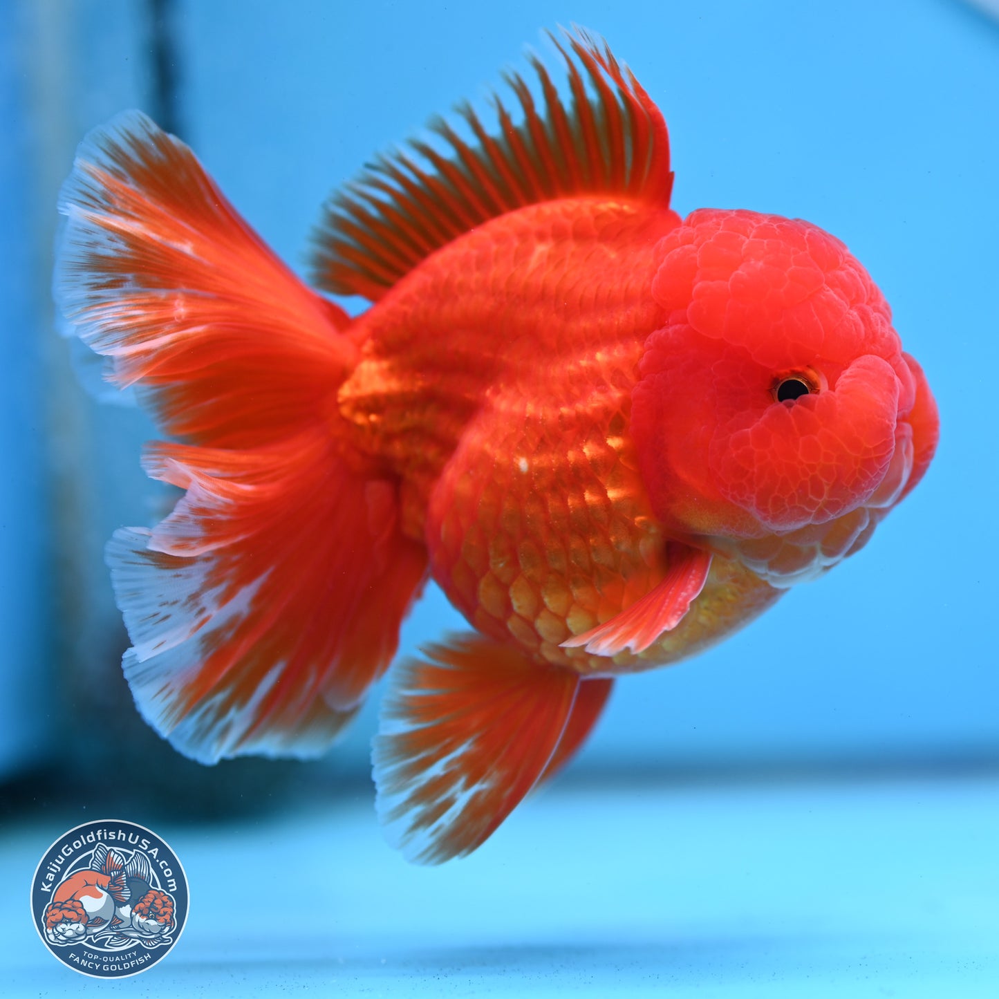 Fiery Classic Red Rose Tail Oranda 3.5 inches Body - Male (250228_OR07)