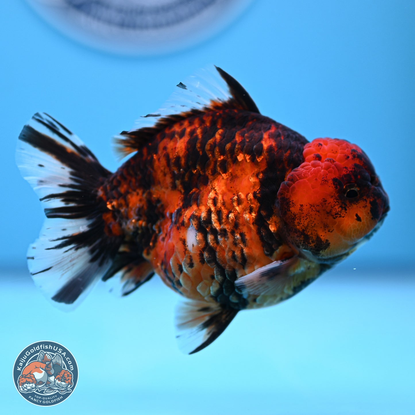 Tiger YuanBao Oranda 4-5 inches (240920_OR07) - Kaiju Goldfish USA