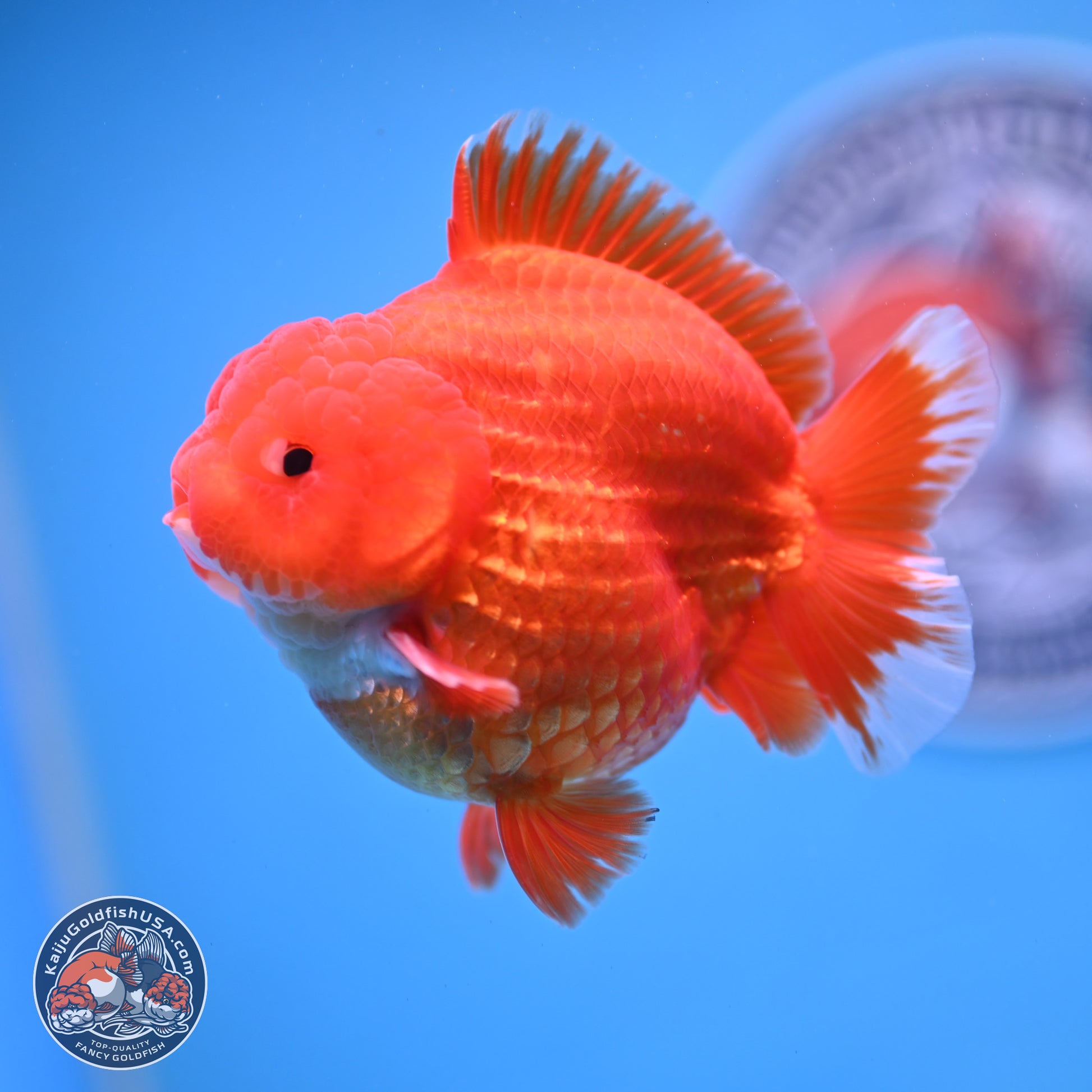 Red White YuanBao Oranda 3.5 inches Body - Male (250103_OR07) - Kaiju Goldfish USA