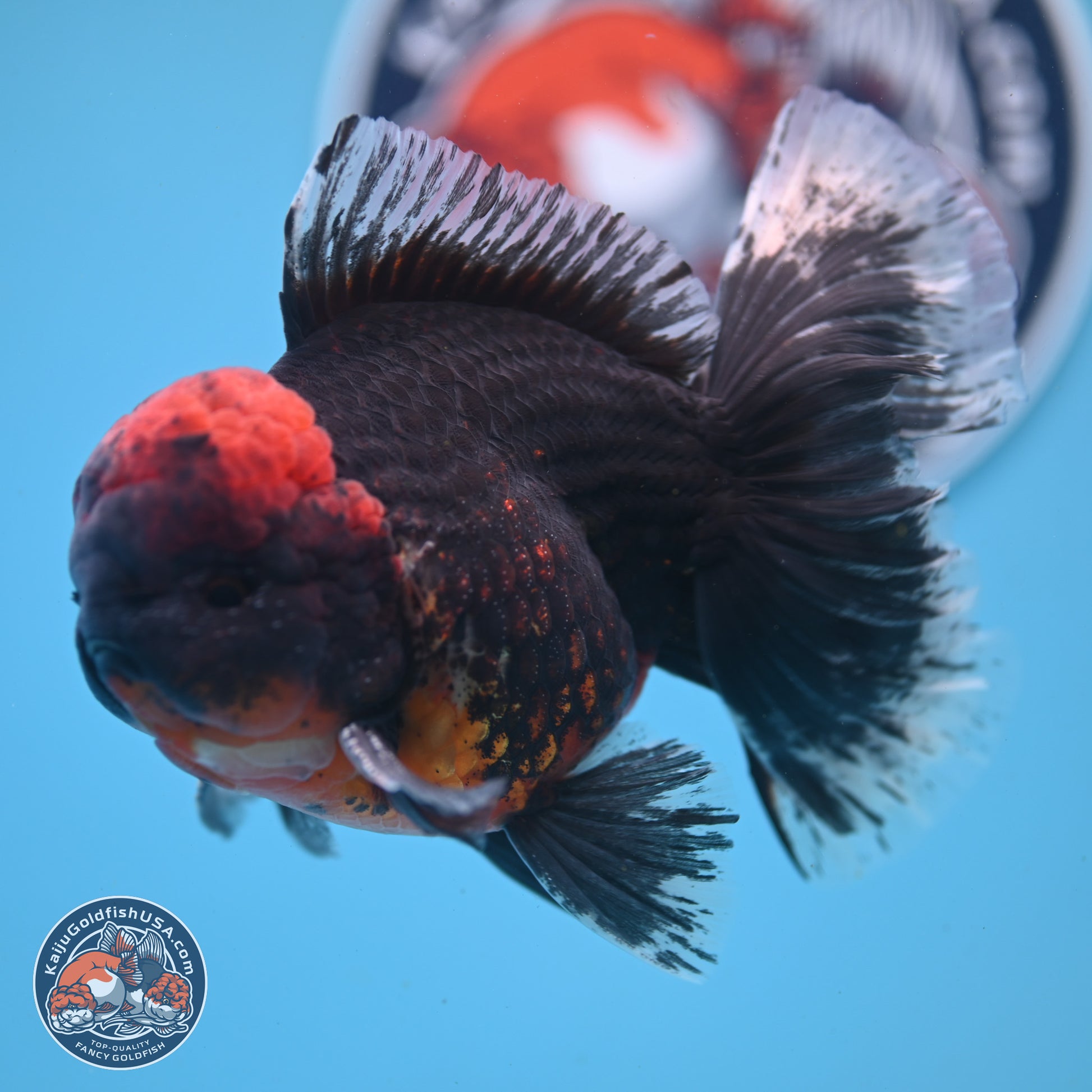 Kirin Rose Tail Oranda 6 inches - Male (241122_OR07) - Kaiju Goldfish USA