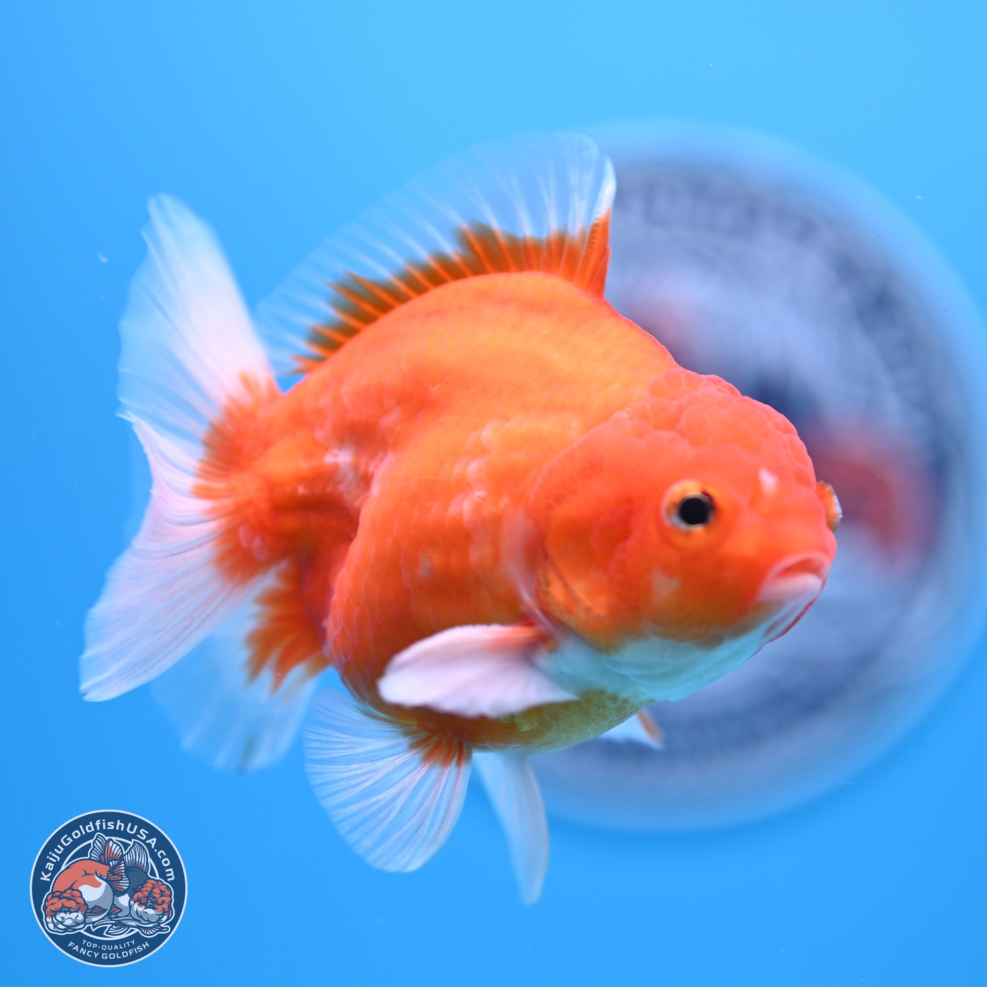 Shogun Sakura Oranda 3.5-4.5 inches (241004_OR07) - Kaiju Goldfish USA