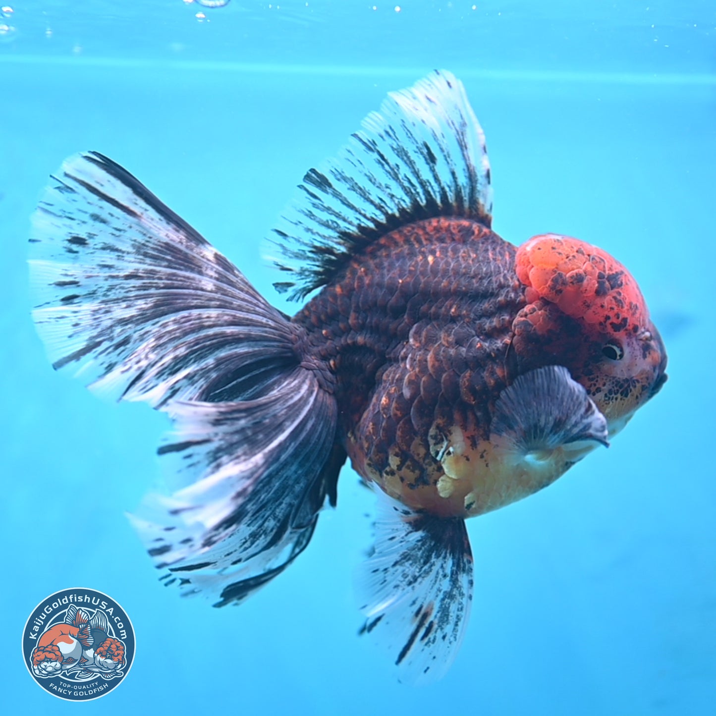 Red Kirin Rose Tail Oranda 6.5 inches - Male (241115_OR07) - Kaiju Goldfish USA