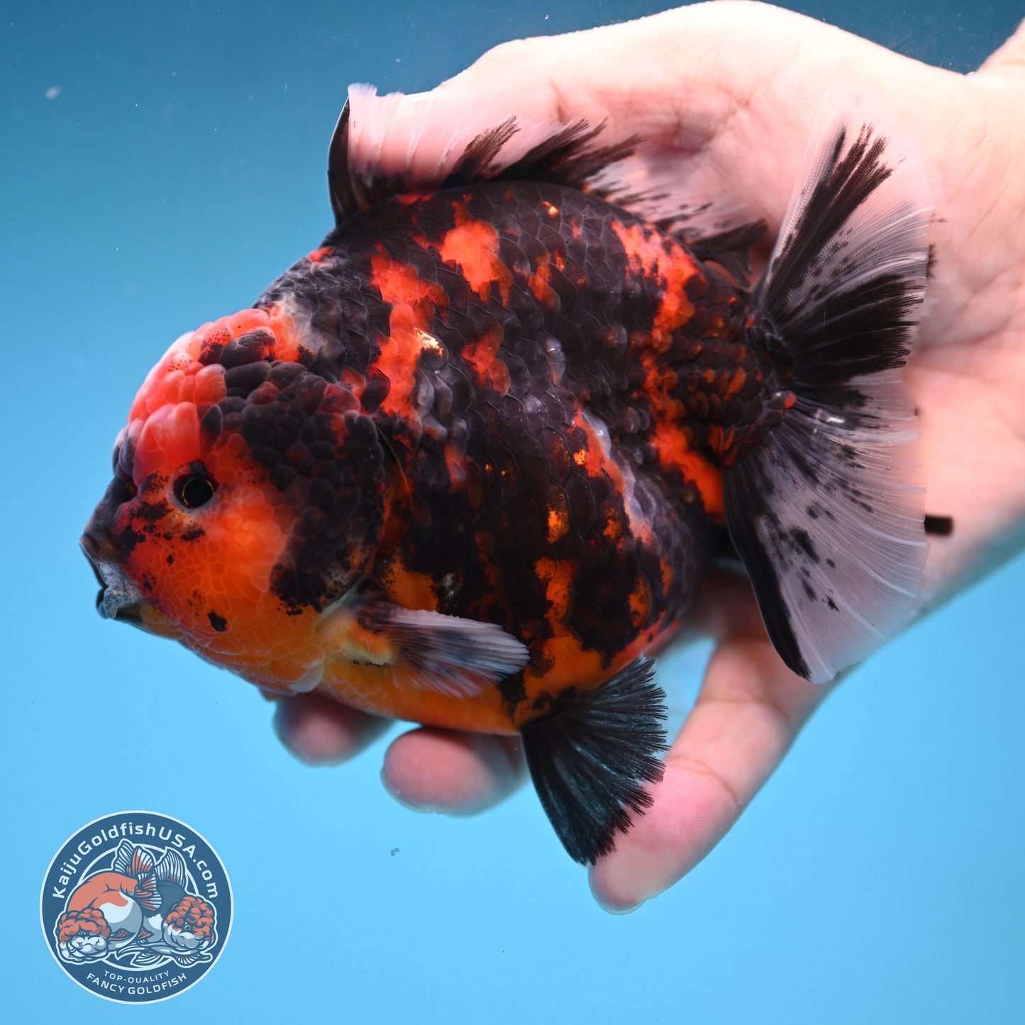 Tiger Oranda 4 inch Body (250926_OR07)
