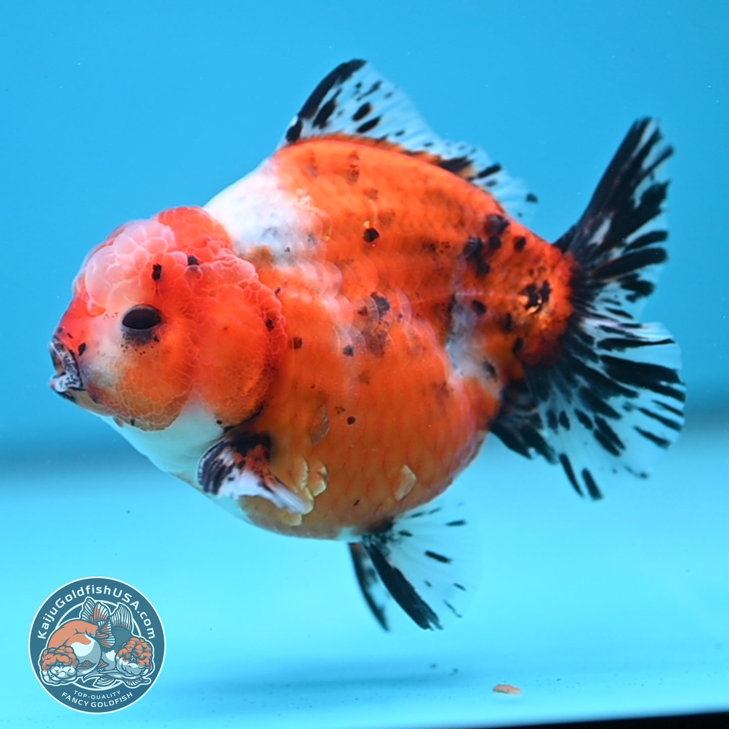 Shogun Tricolor Sakura Oranda 3.5 inches Body (250606_OR07)