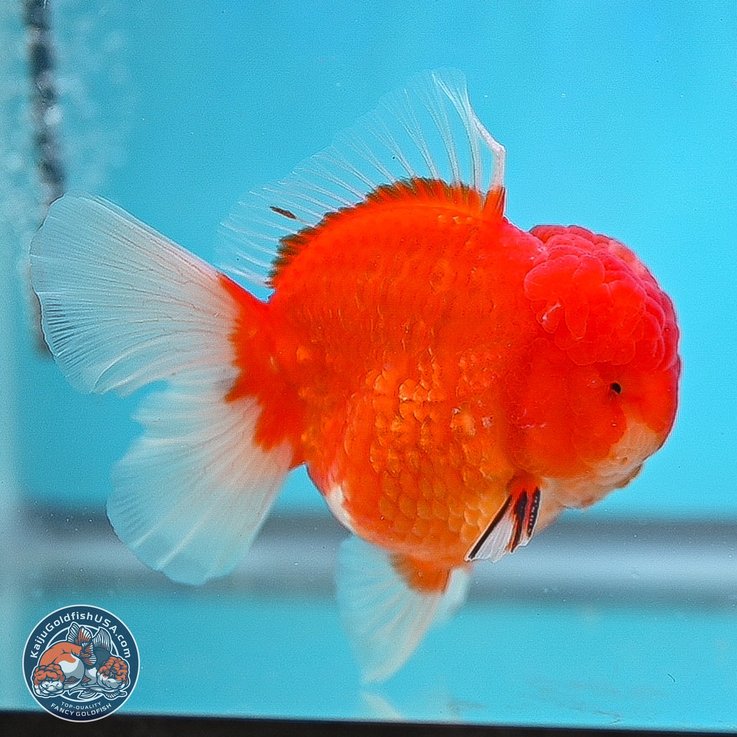 Apache Rose Tail Sakura Oranda 3.75 inches Body - Male (250131_OR07)