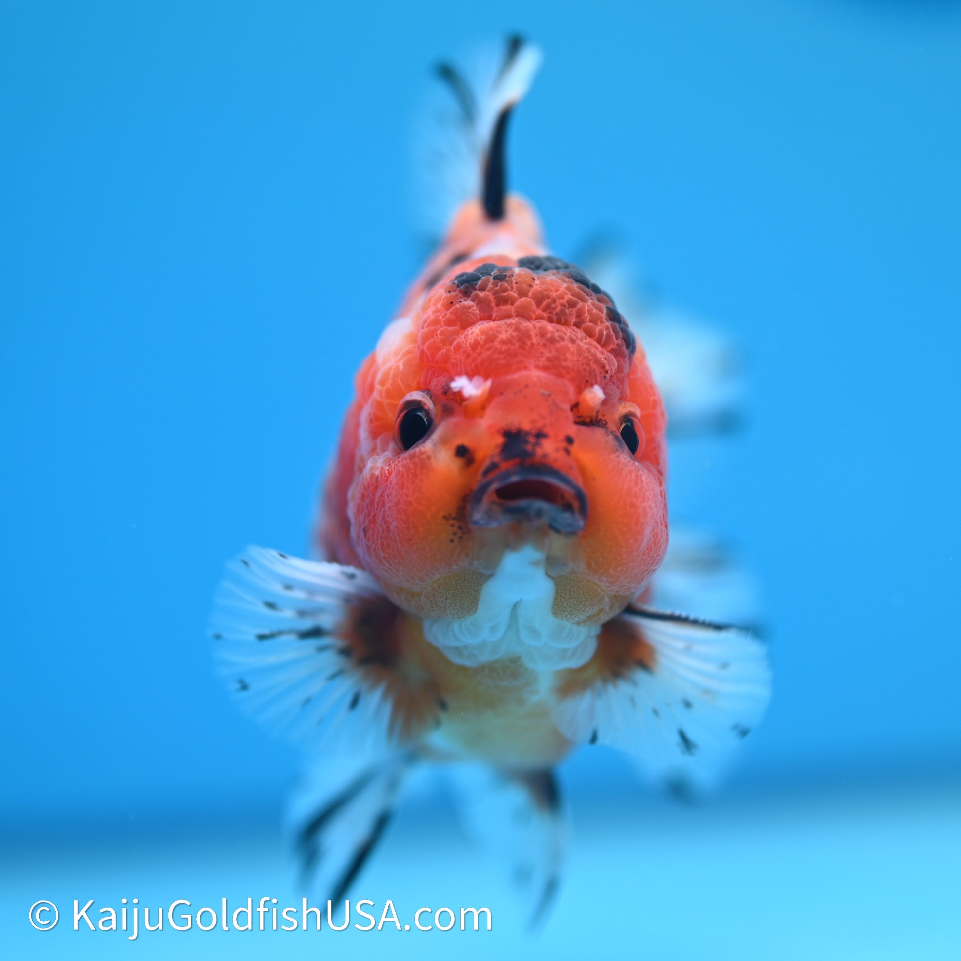 Shogun Godzilla Tricolor Sakura Oranda 3.5in Body (240614_OR07) - Kaiju Goldfish USA