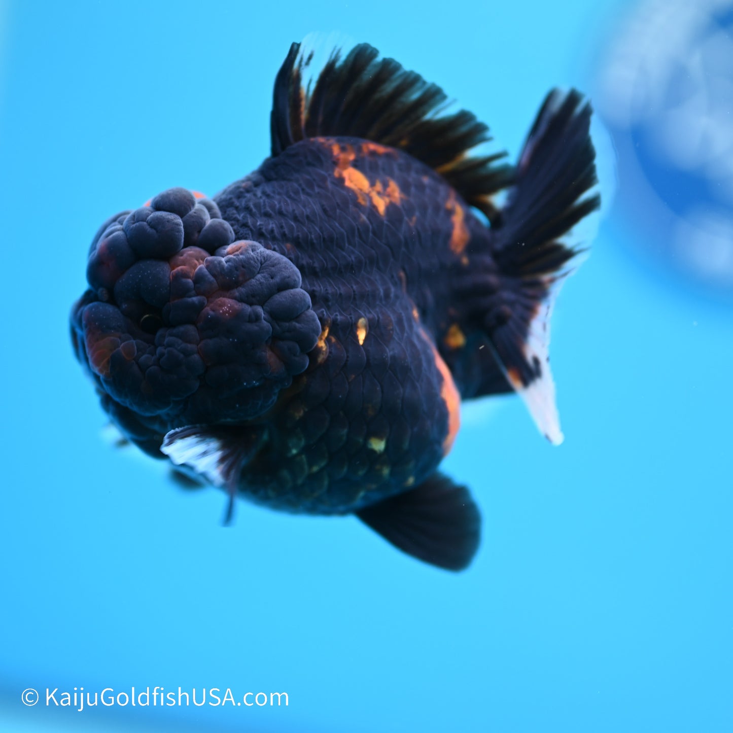 Heavy Ink Tiger YuanBao Oranda 3.5 inches (240517_OR7) - Kaiju Goldfish USA