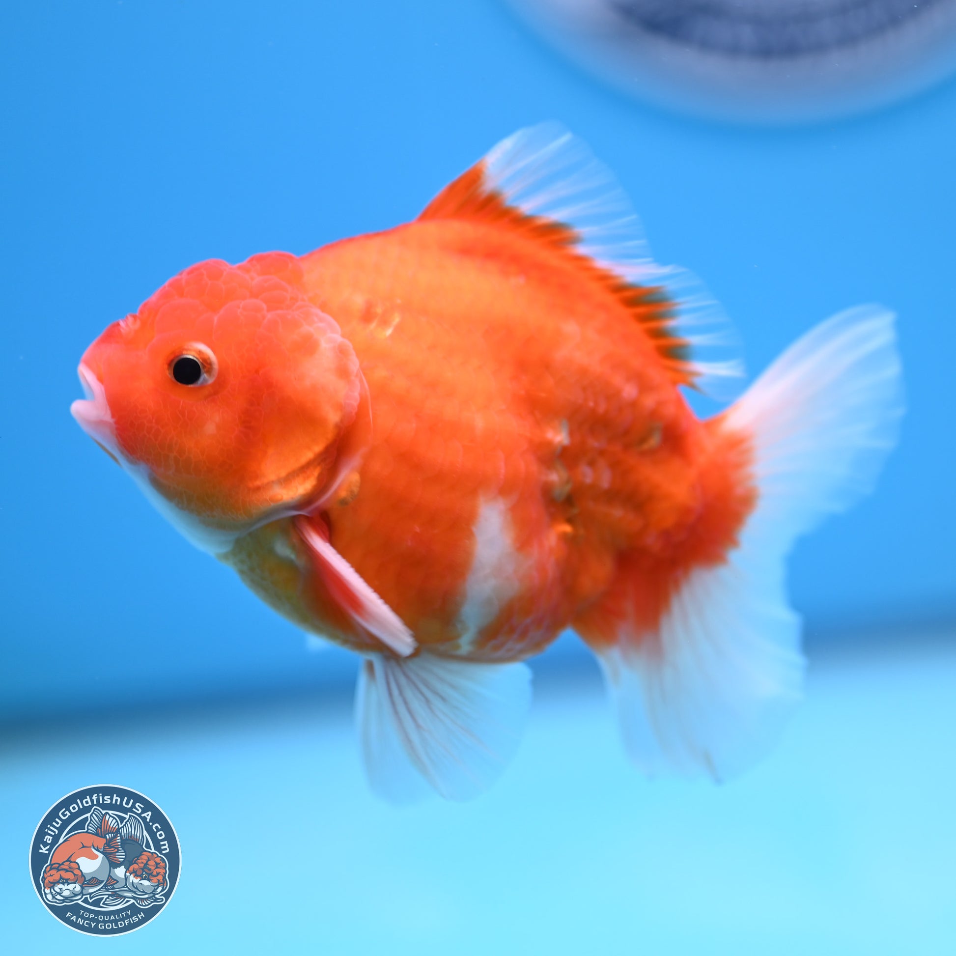 Shogun Sakura Oranda 3.5-4.5 inches (241004_OR07) - Kaiju Goldfish USA