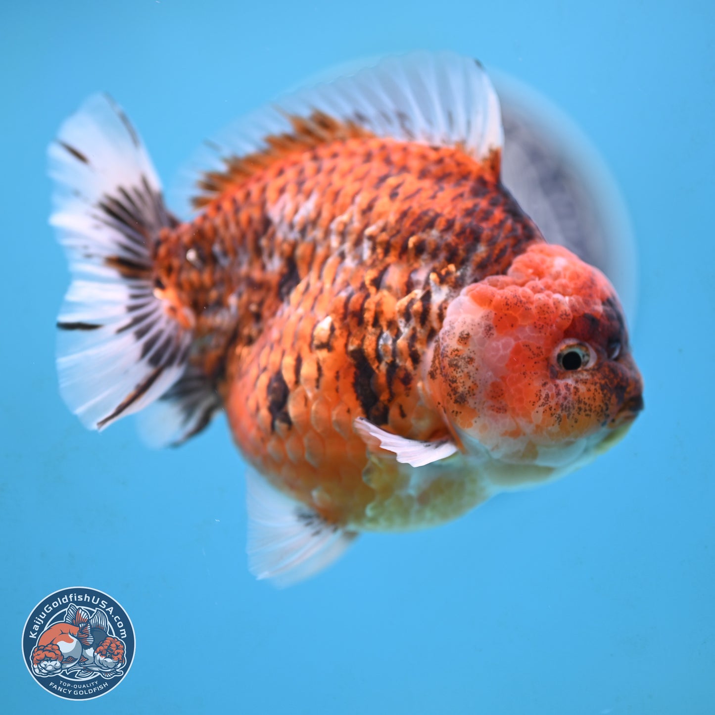 Tiger YuanBao Oranda 4 inches Body - Male (250117_OR07) - Kaiju Goldfish USA