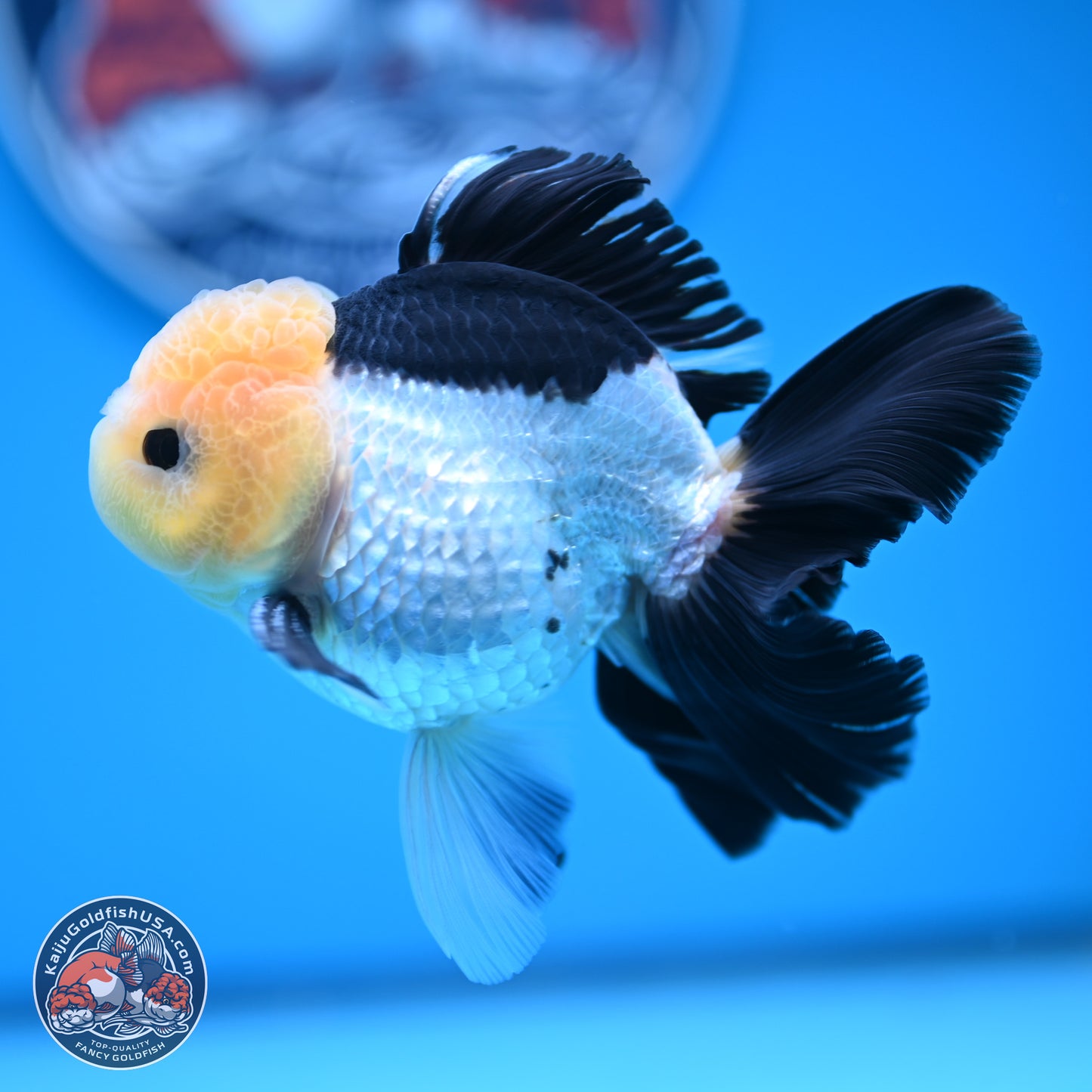 Panda Rose Tail Oranda 4.5 inches (241101_OR07) - Kaiju Goldfish USA