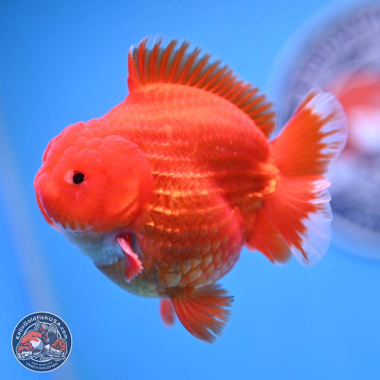 Red White YuanBao Oranda 3.5 inches Body - Male (250103_OR07) - Kaiju Goldfish USA