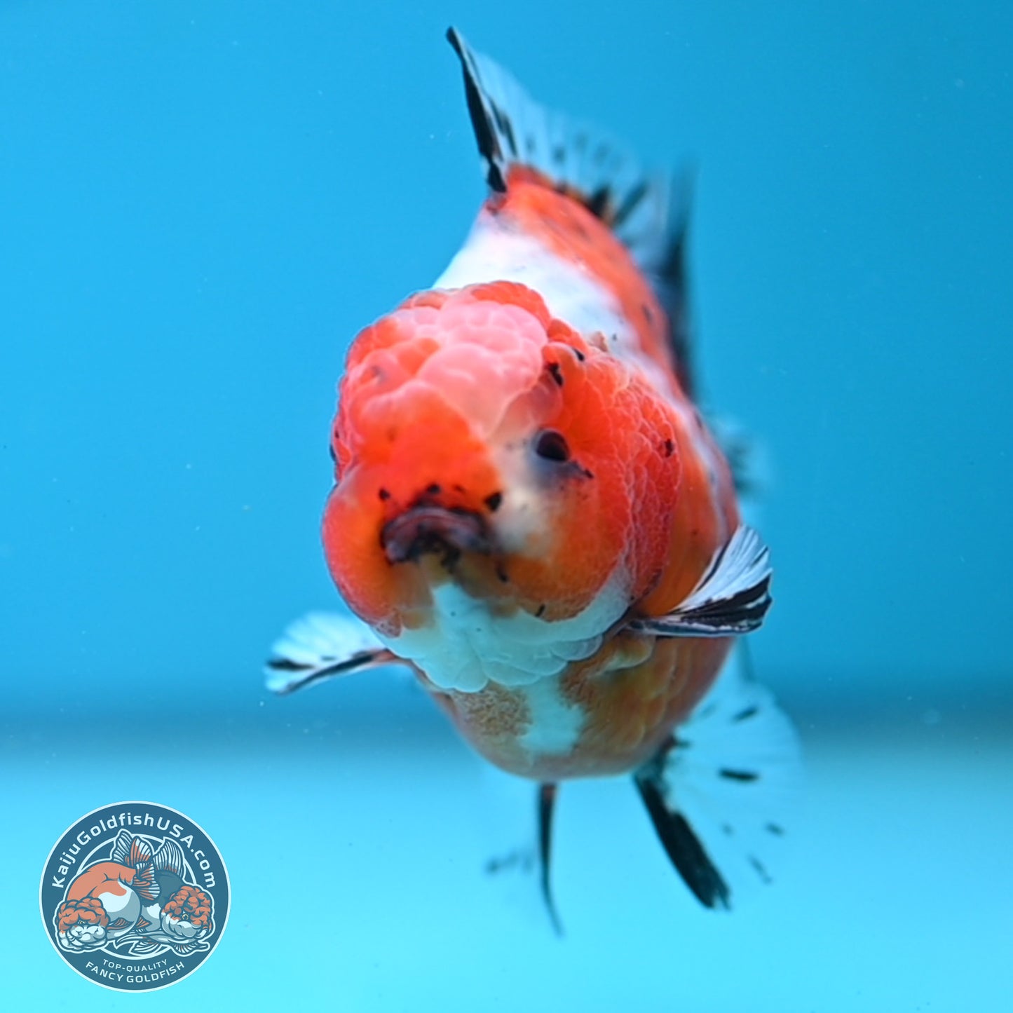 Shogun Tricolor Sakura Oranda 3.5 inches Body (250606_OR07)