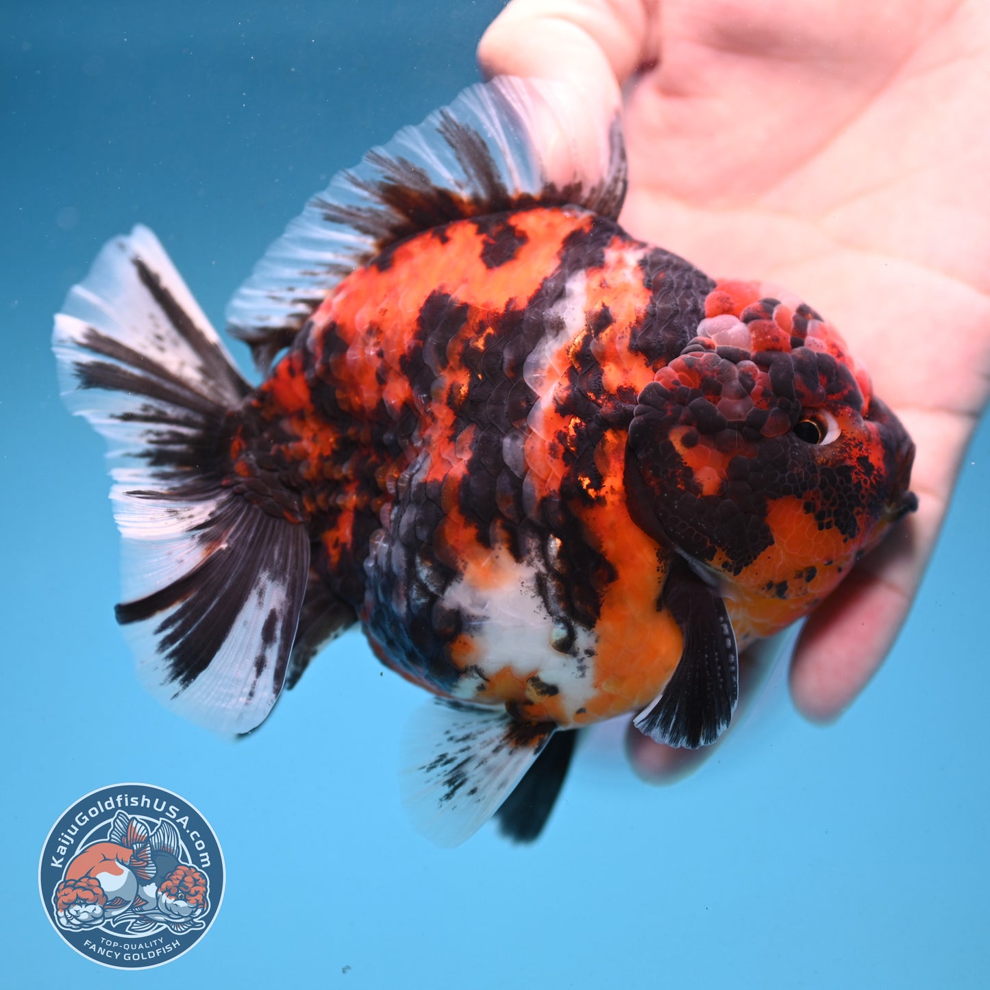 Tiger Oranda 4 inch Body (250926_OR07)