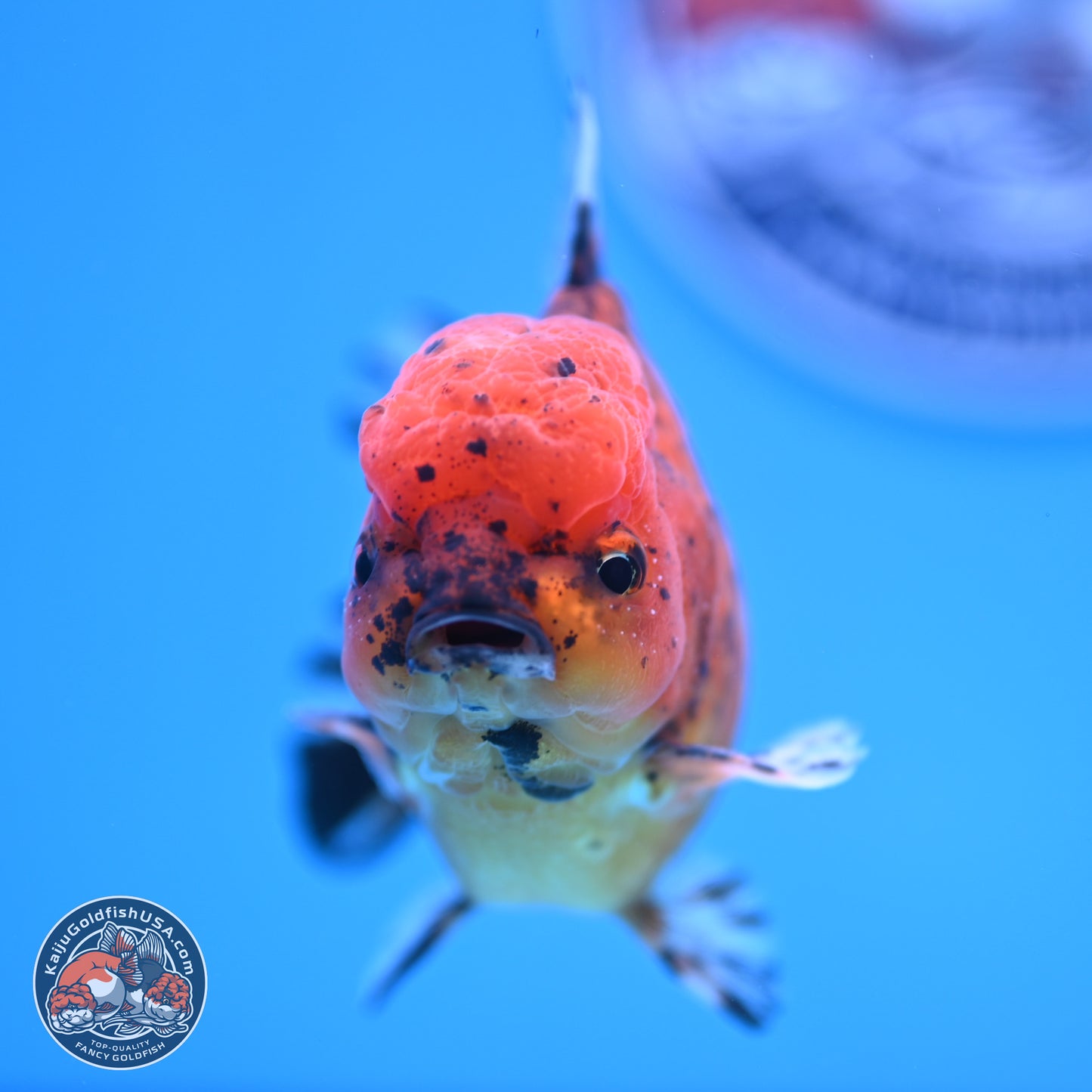 Shogun Tiger YuanBao Oranda 3.75in Body (240816_OR07) - Kaiju Goldfish USA