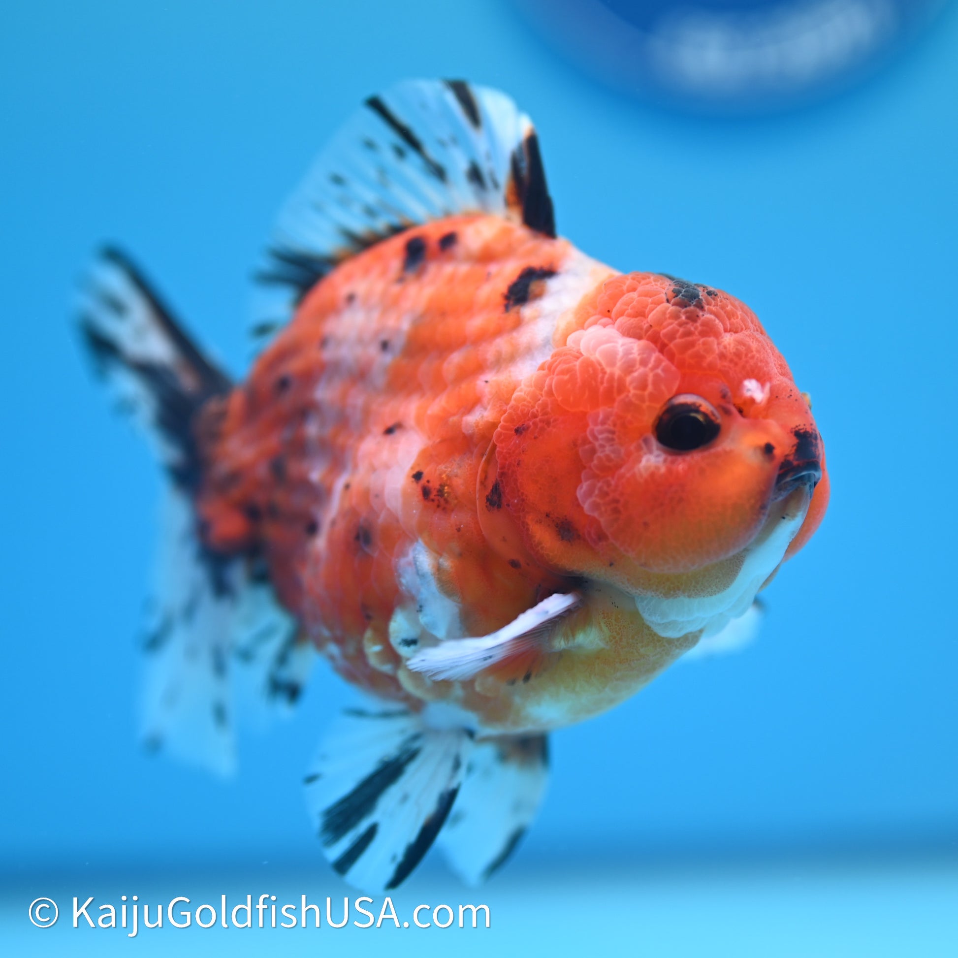 Shogun Godzilla Tricolor Sakura Oranda 3.5in Body (240614_OR07) - Kaiju Goldfish USA