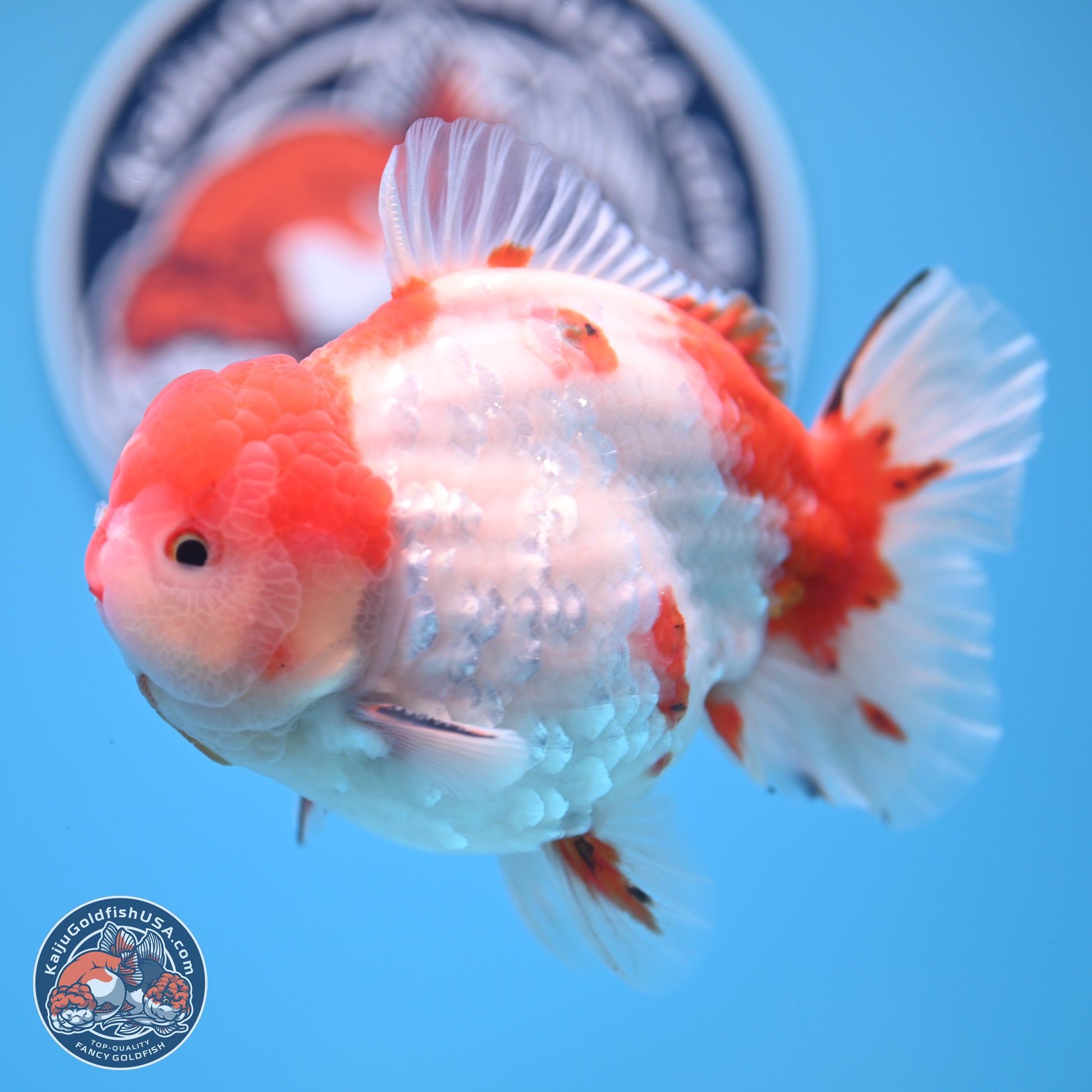 Tricolor Sakura YuanBao Oranda 4.75 inches Body - Male (241227_OR07) - Kaiju Goldfish USA