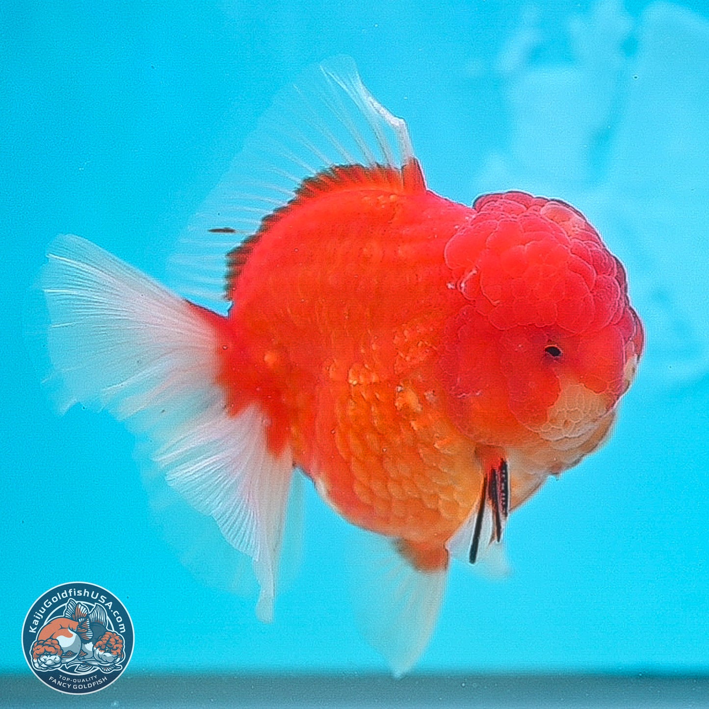 Apache Rose Tail Sakura Oranda 3.75 inches Body - Male (250131_OR07)